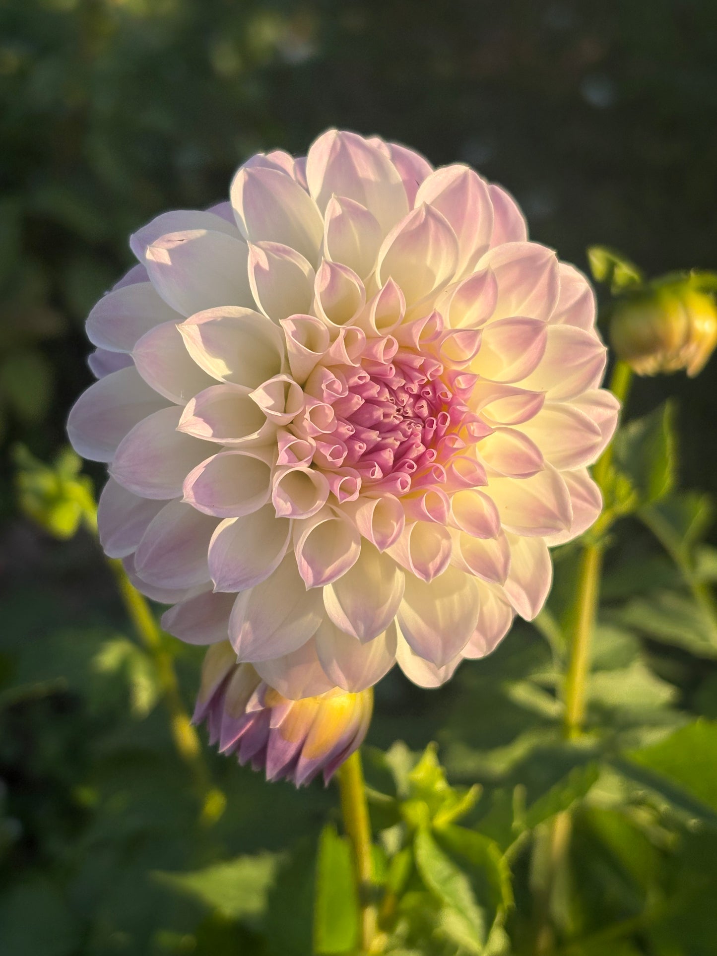 Anne’s Delight