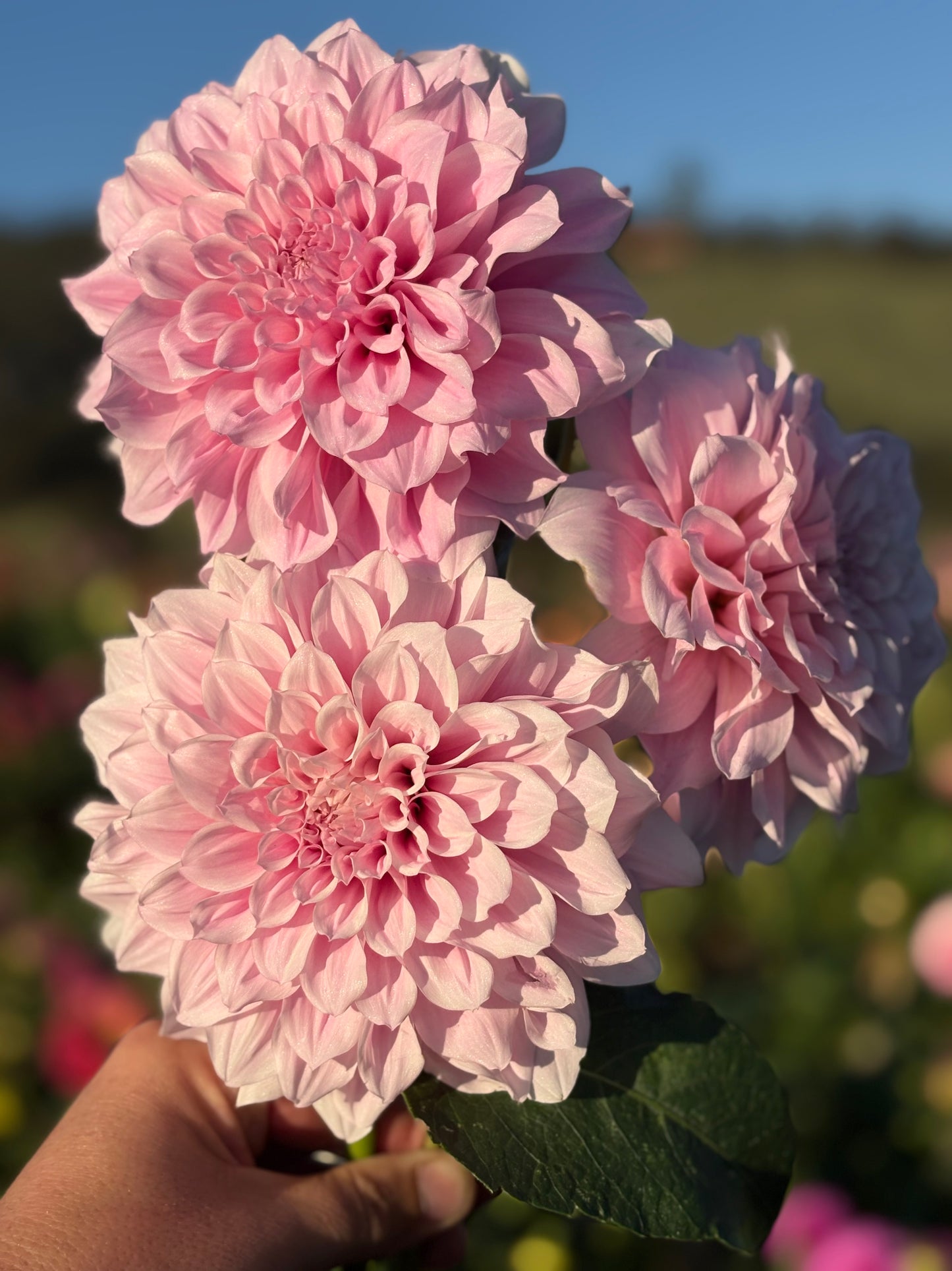 Bec’s unknown pink