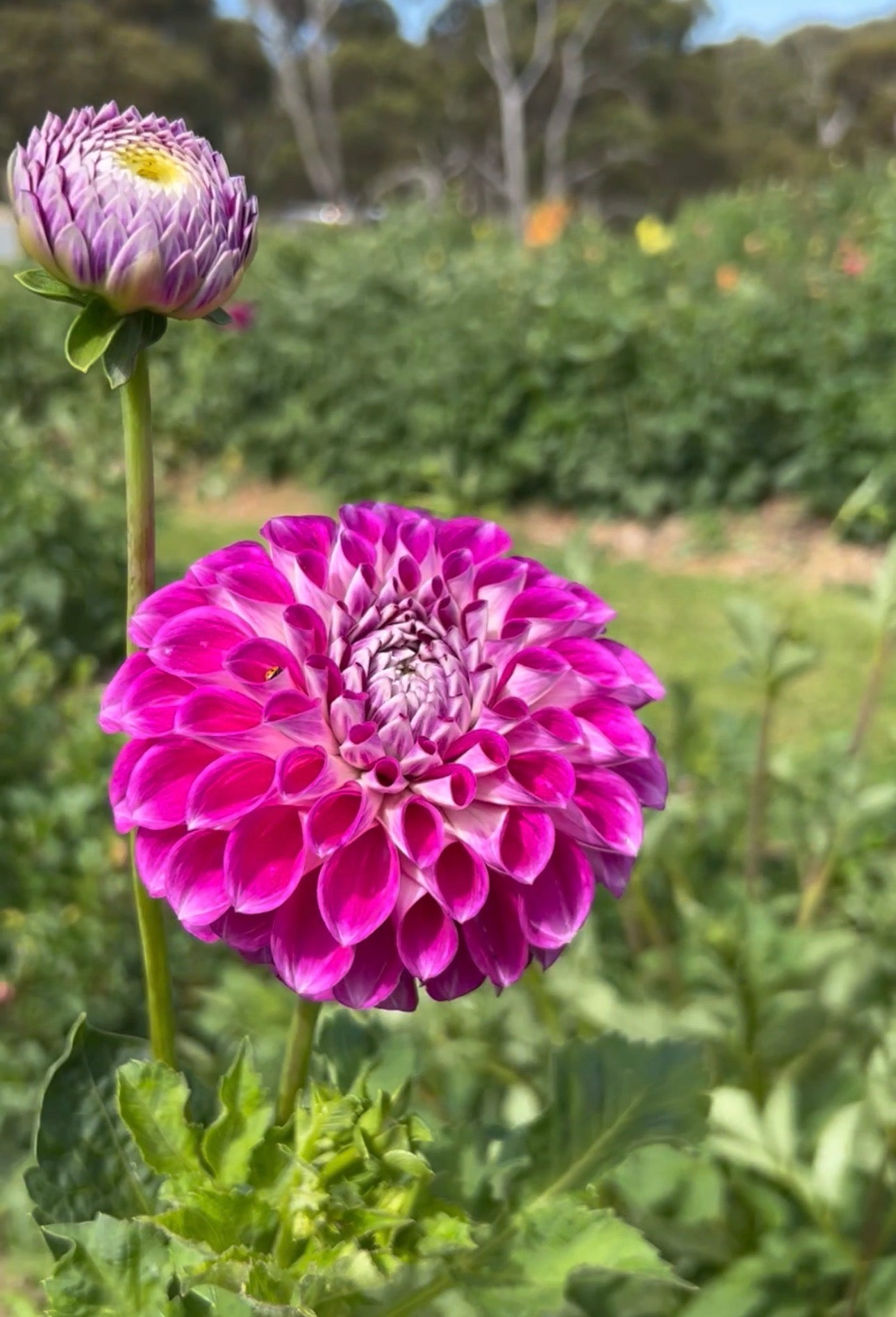 Devon Violet