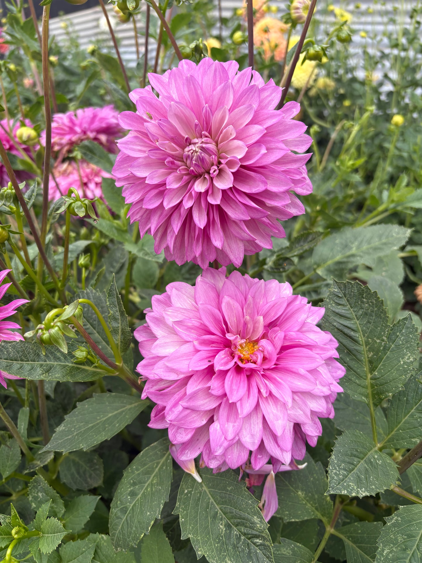 Daphne