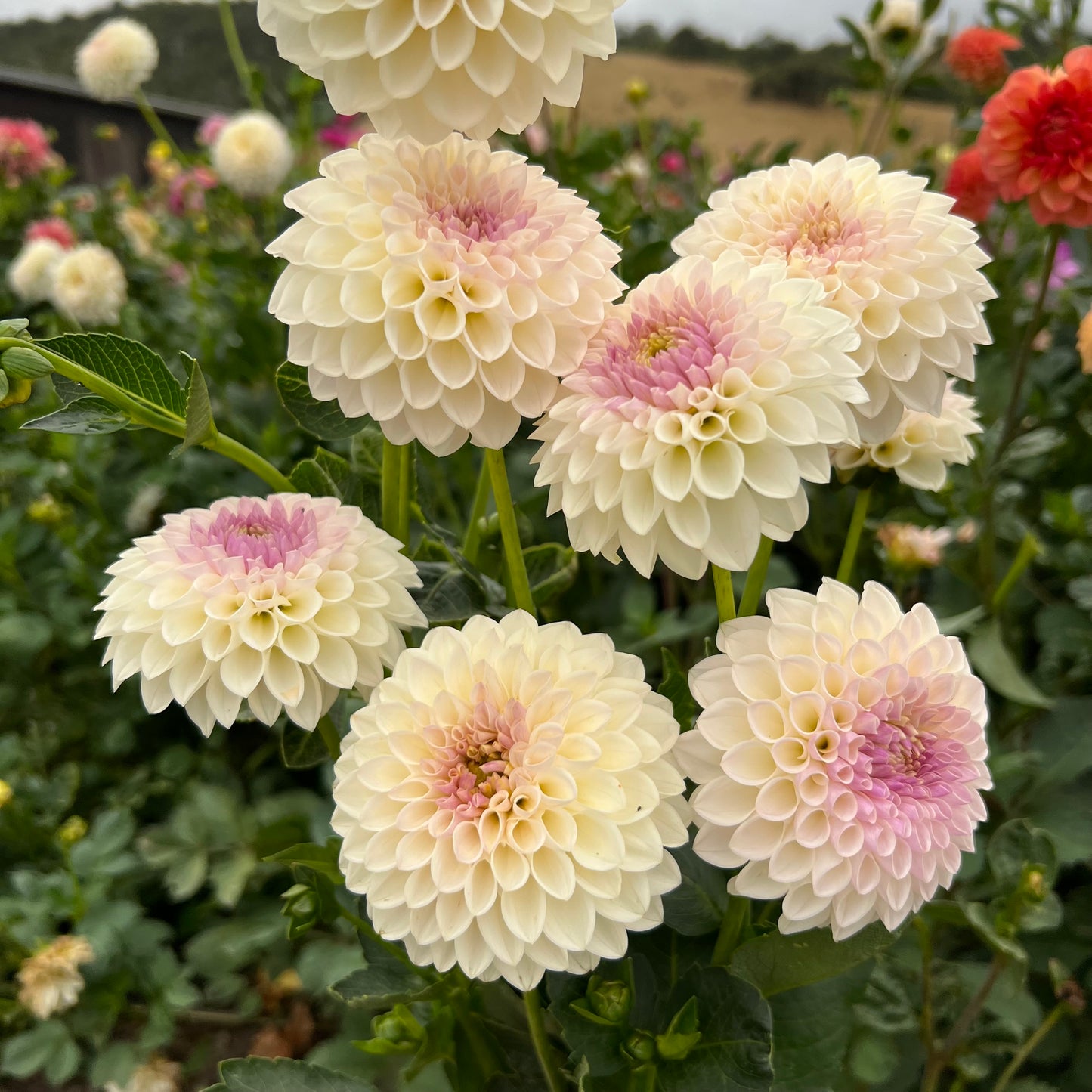 Formby Pearl (one per customer)
