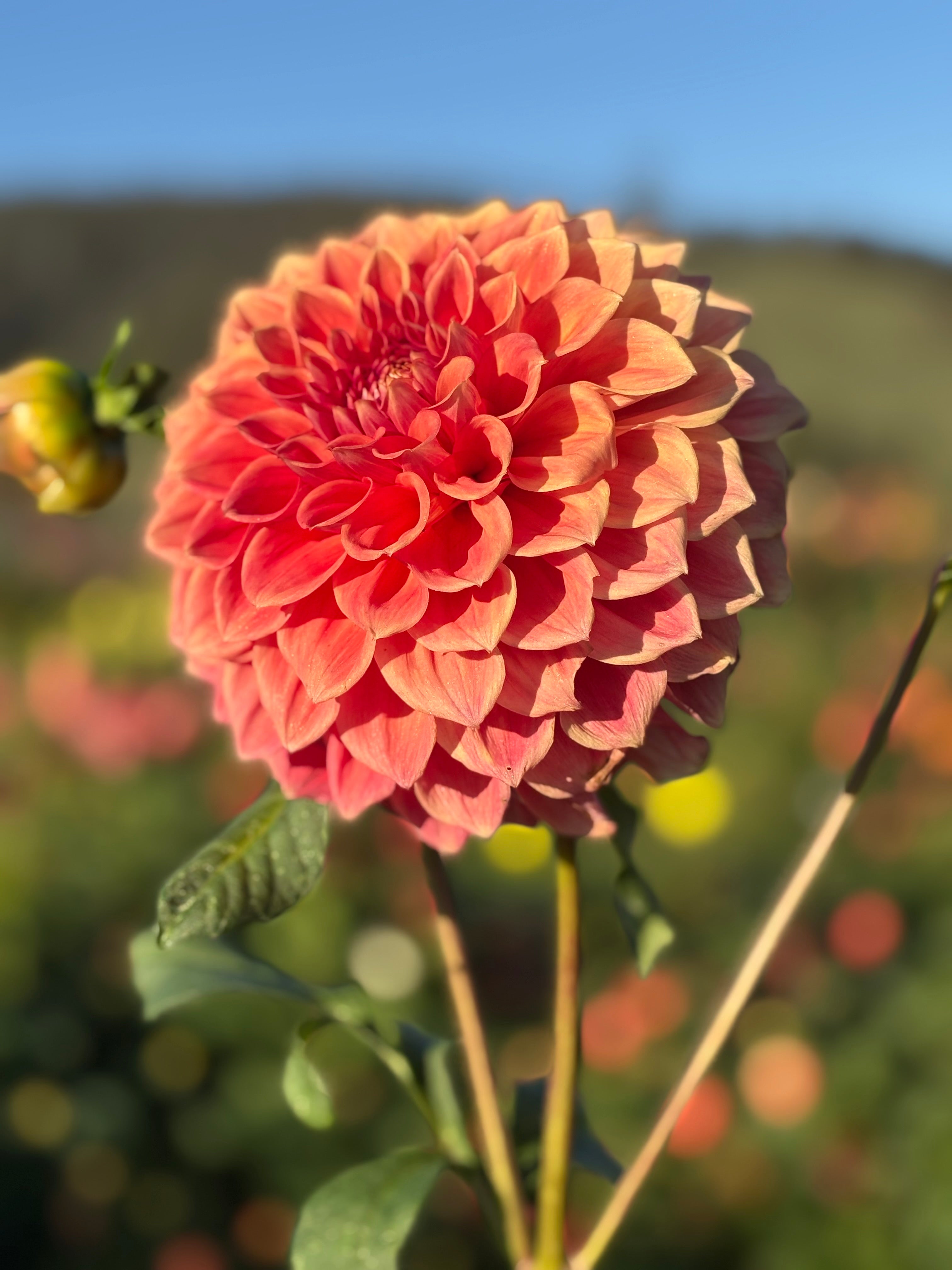 Glenmarc Sahara – Dales Dahlias
