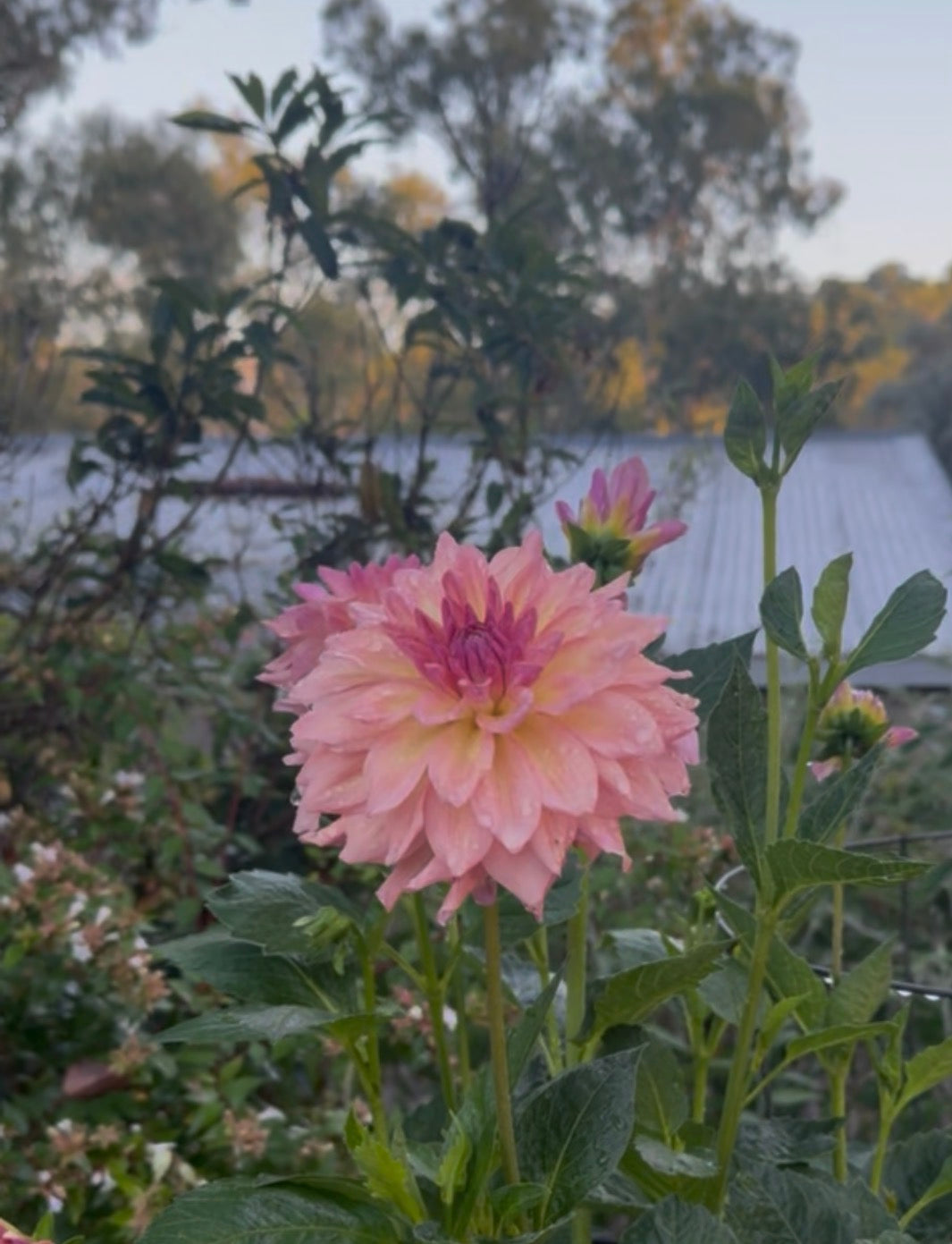 Everbloom Lullaby