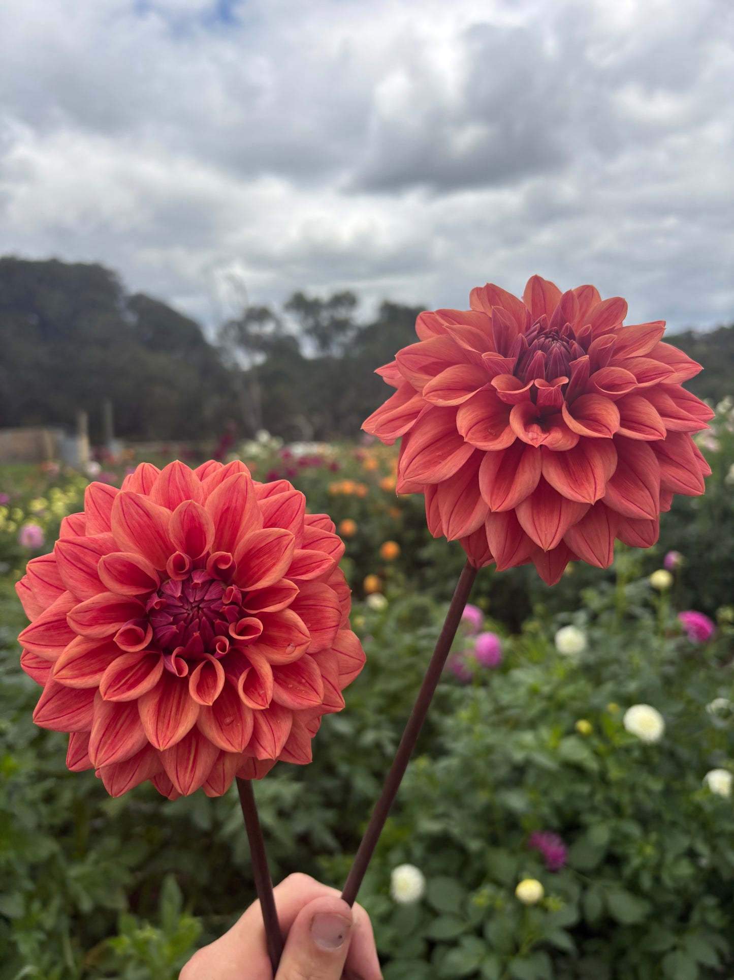 Lileah Russet Rose