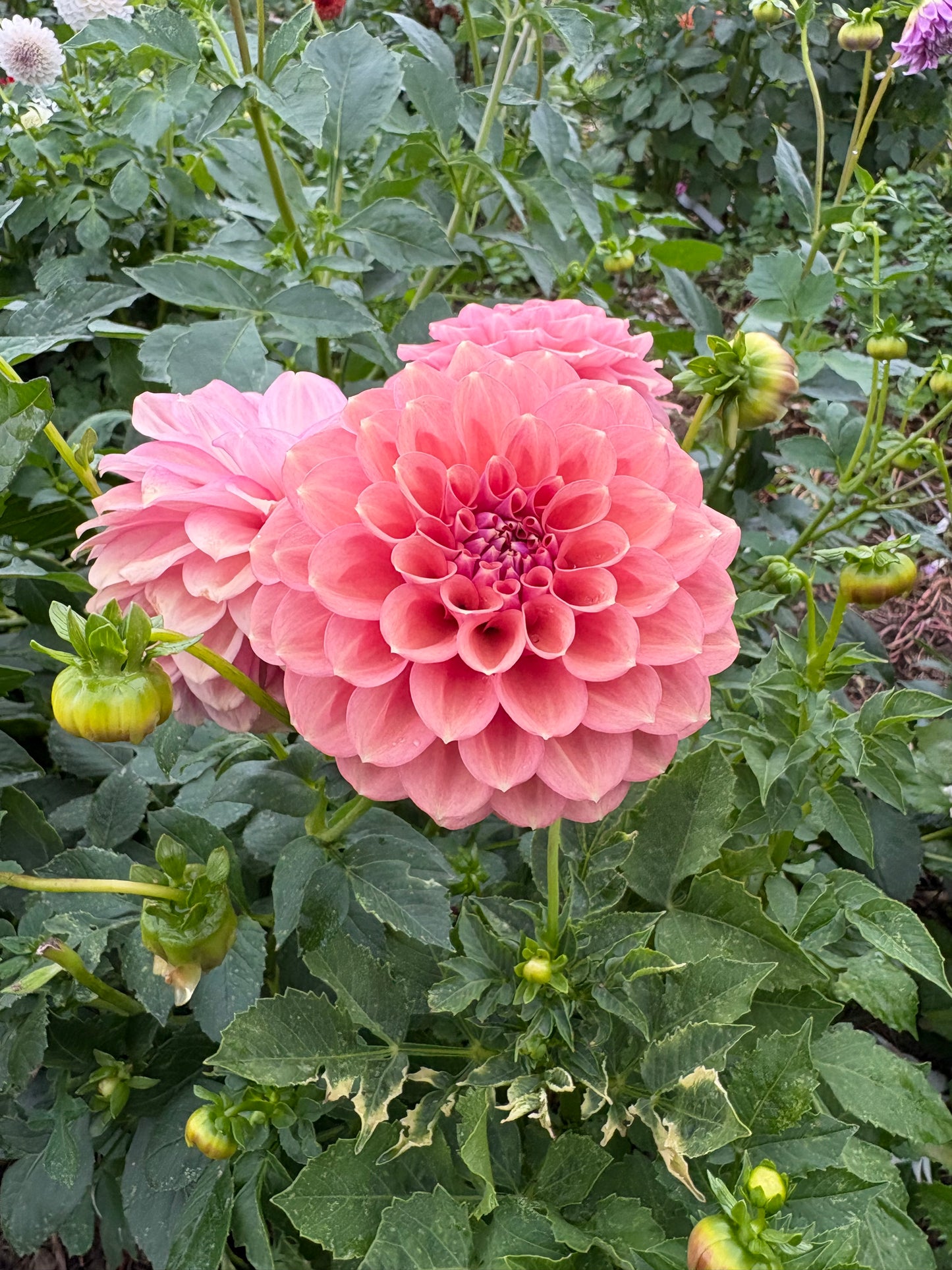 Devon Apollo