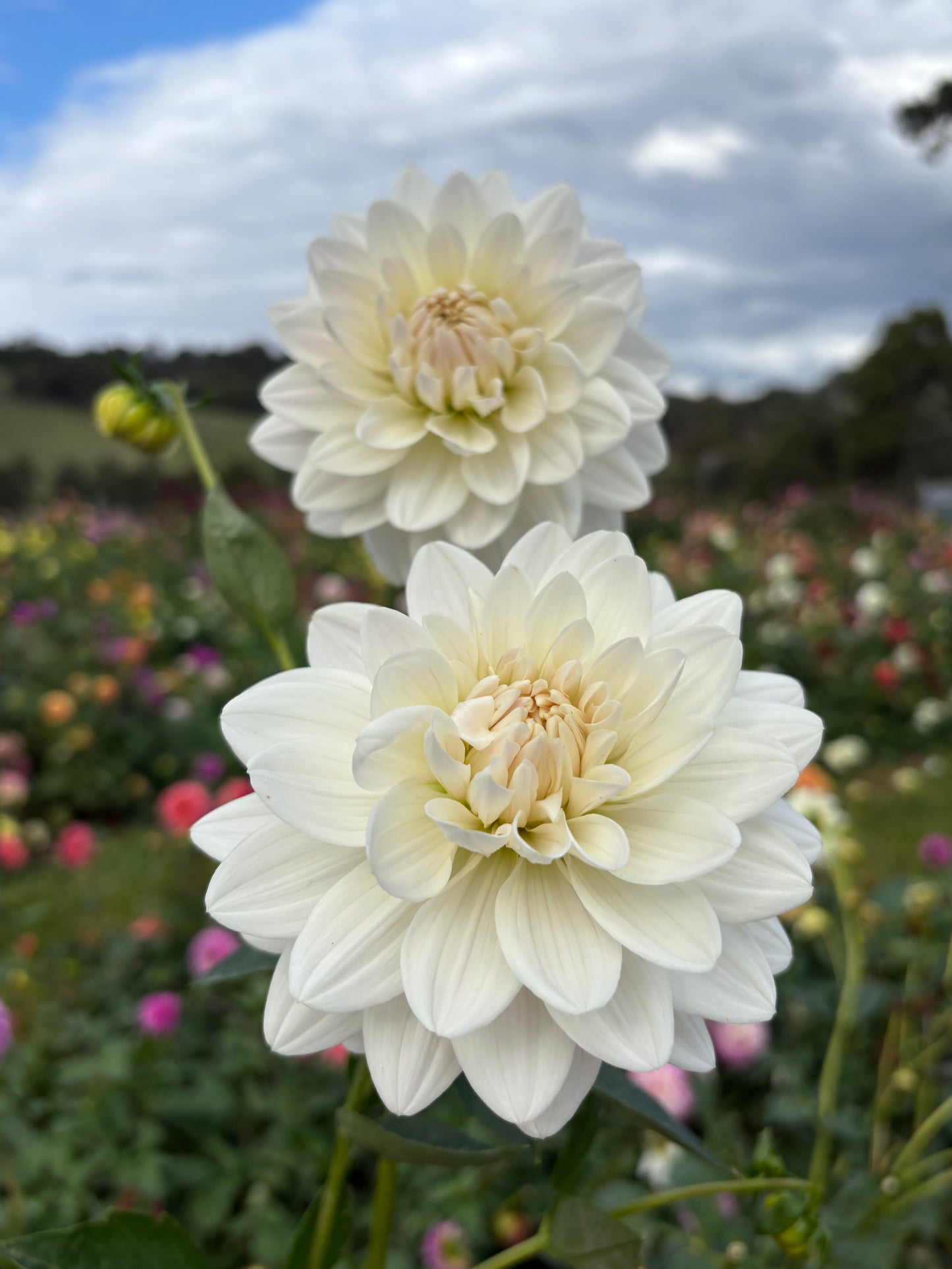 Guyra White