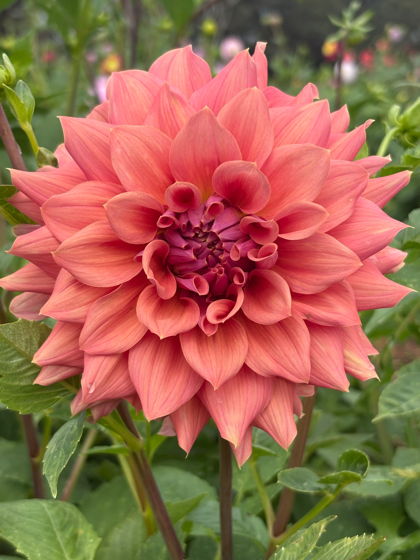 Lileah Caramel Rose