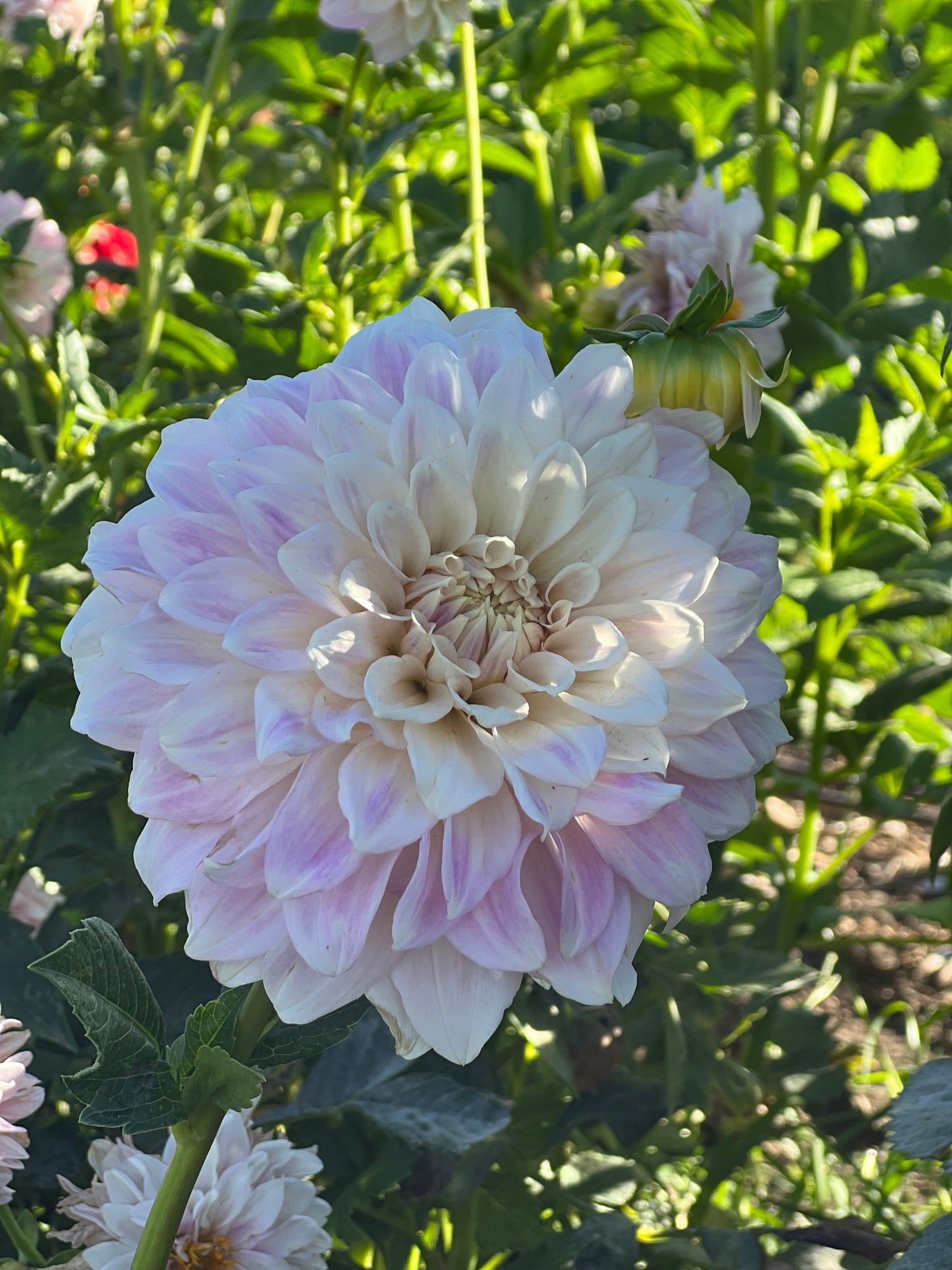 Cinderella