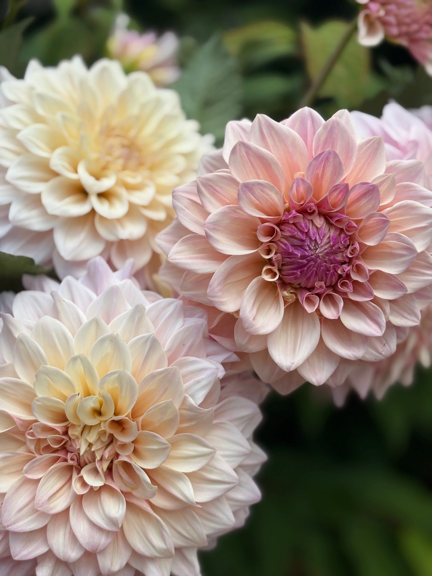 Florelie Antique