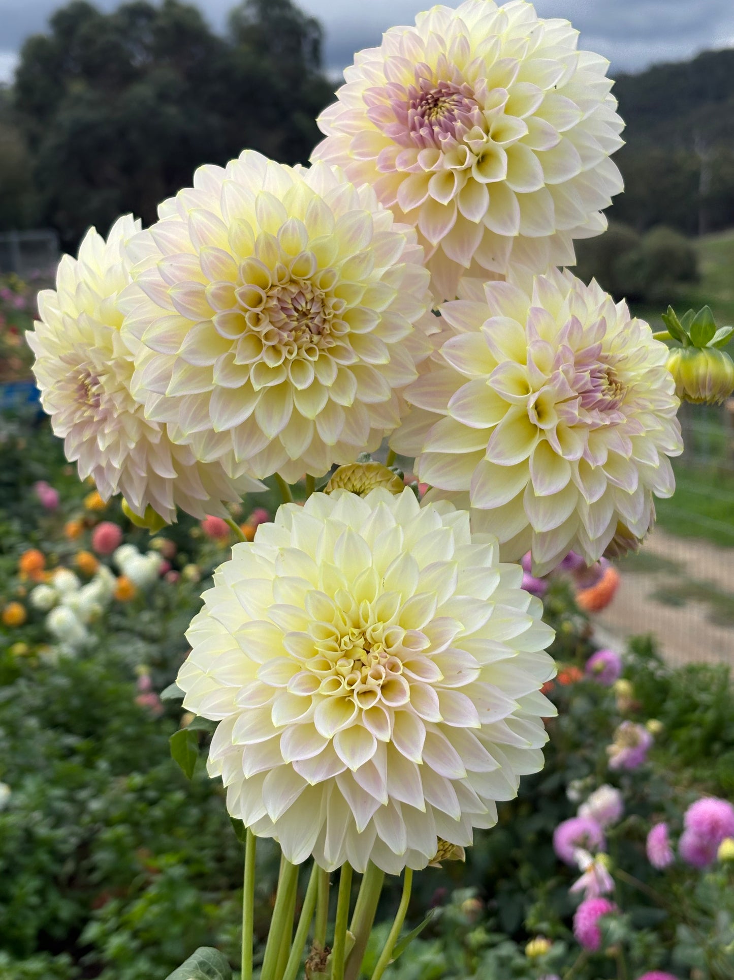 Florelie Grace