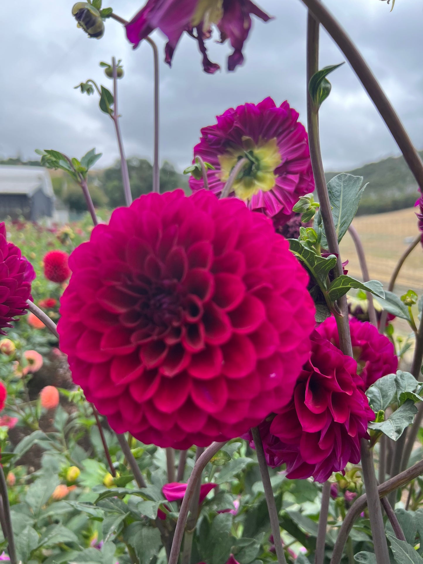 Florelie Queen of Hearts