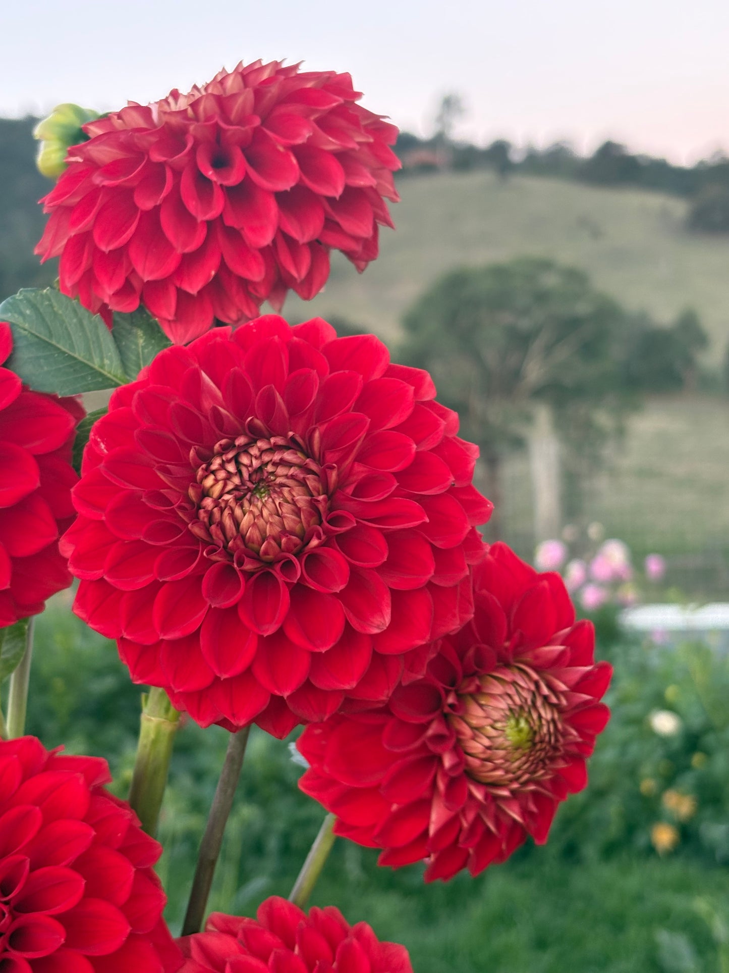 Florelie Macow