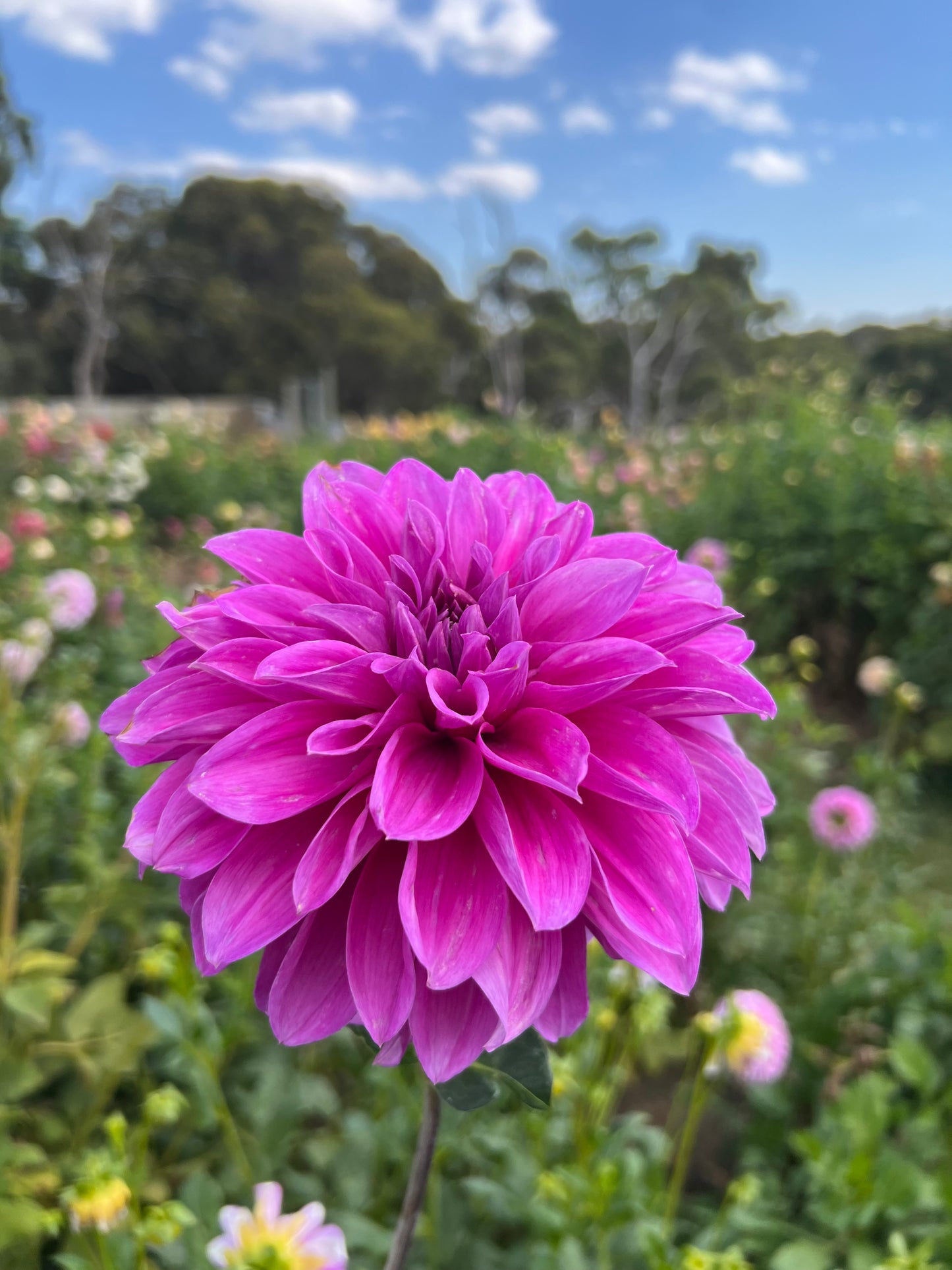 Oberon