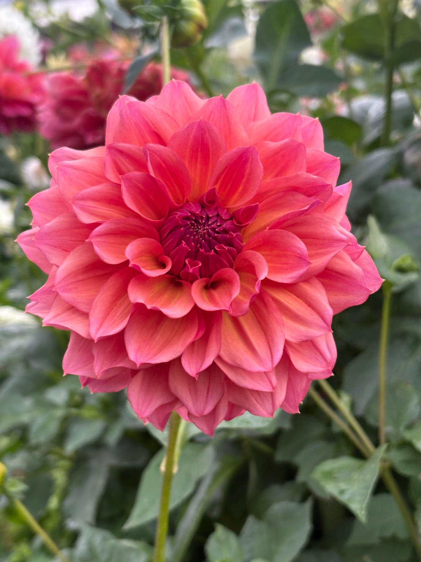 Everbloom Chakra