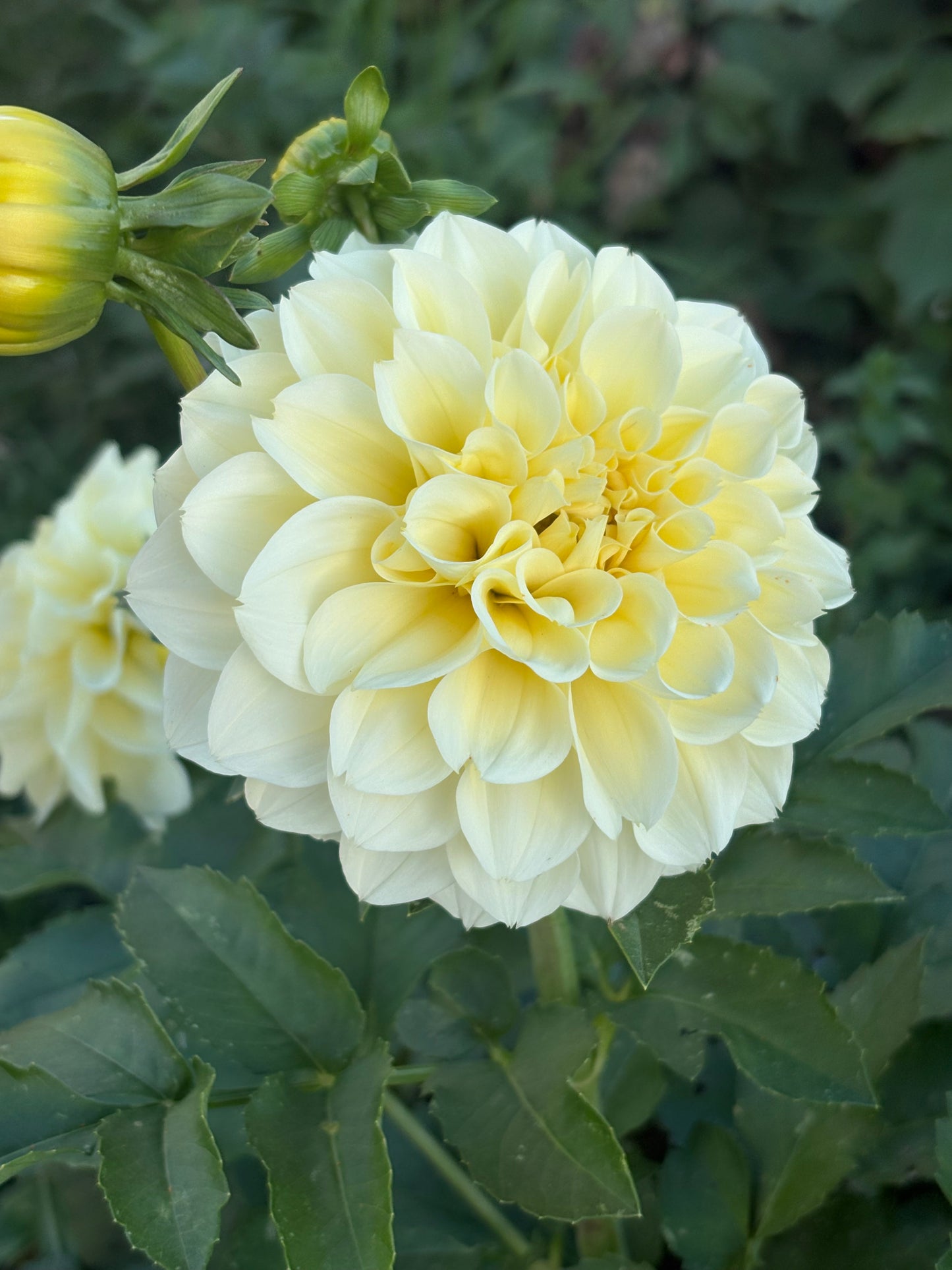 Serenade Buttercream