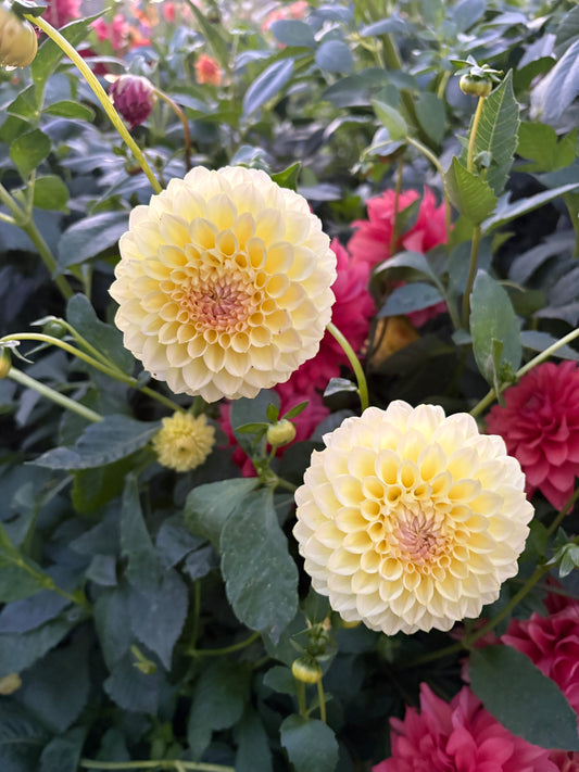 Winholme Diane