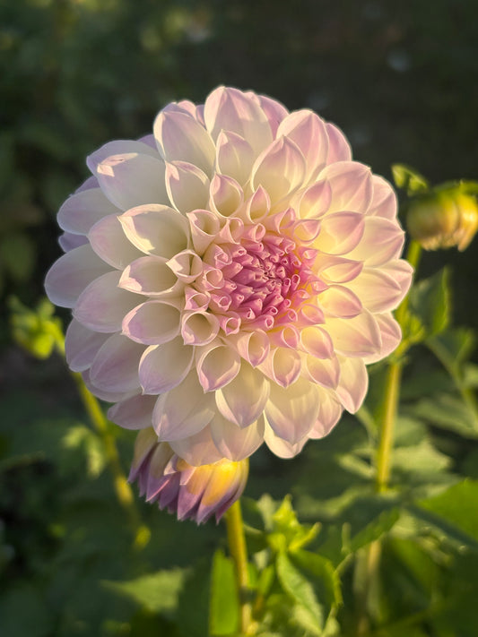 Anne’s Delight