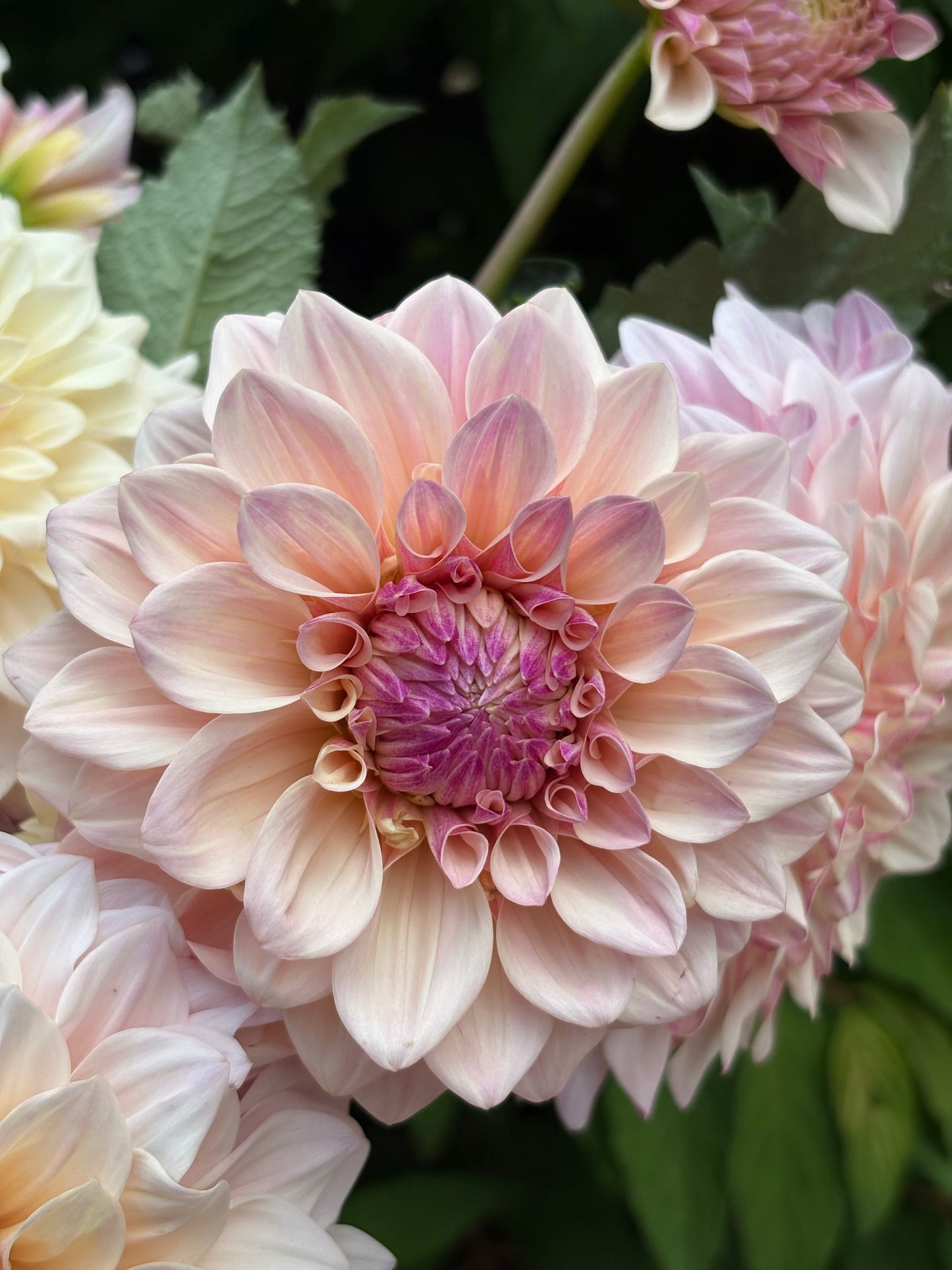 Florelie Antique