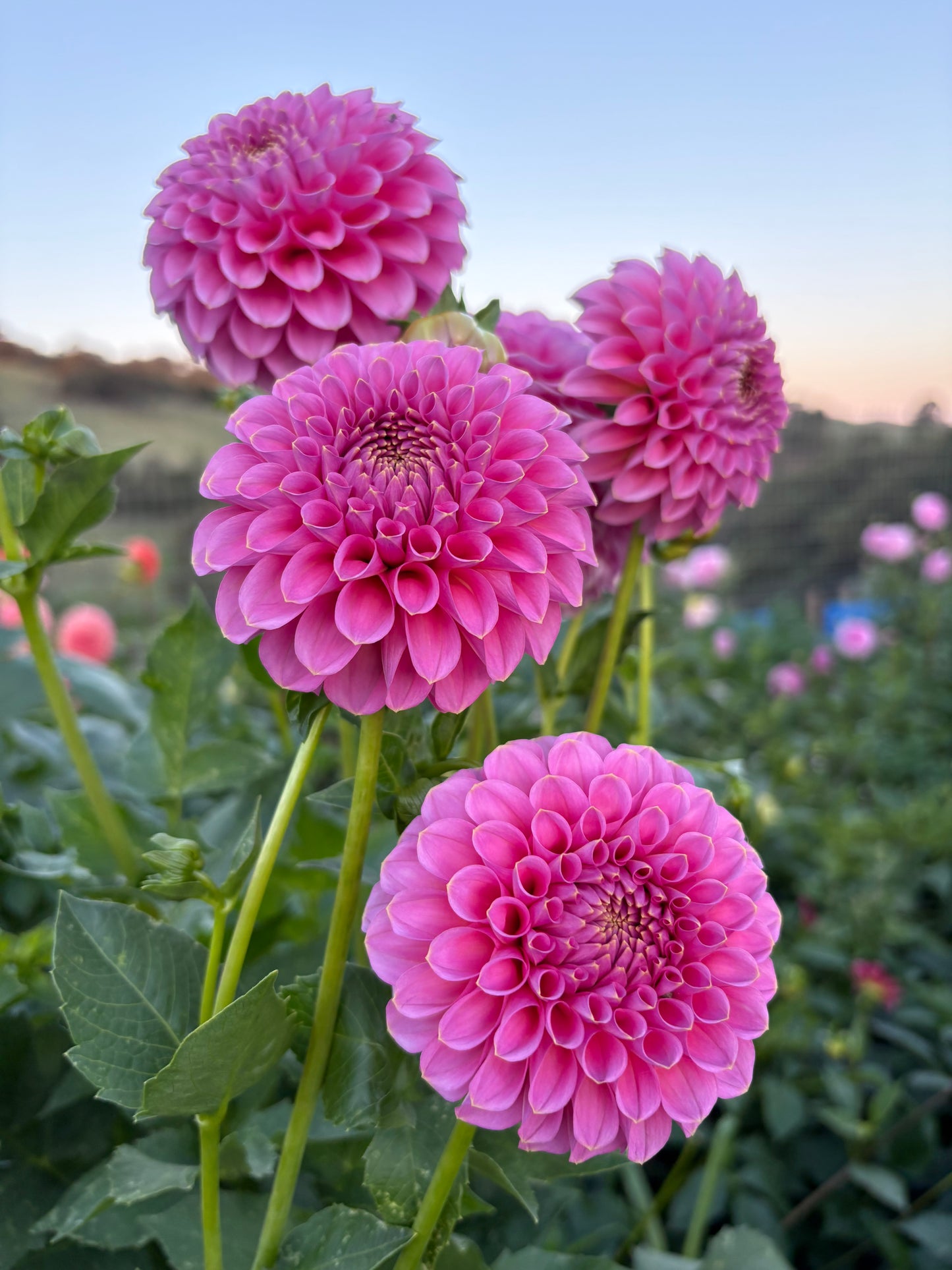 Florelie Lizzie Lou