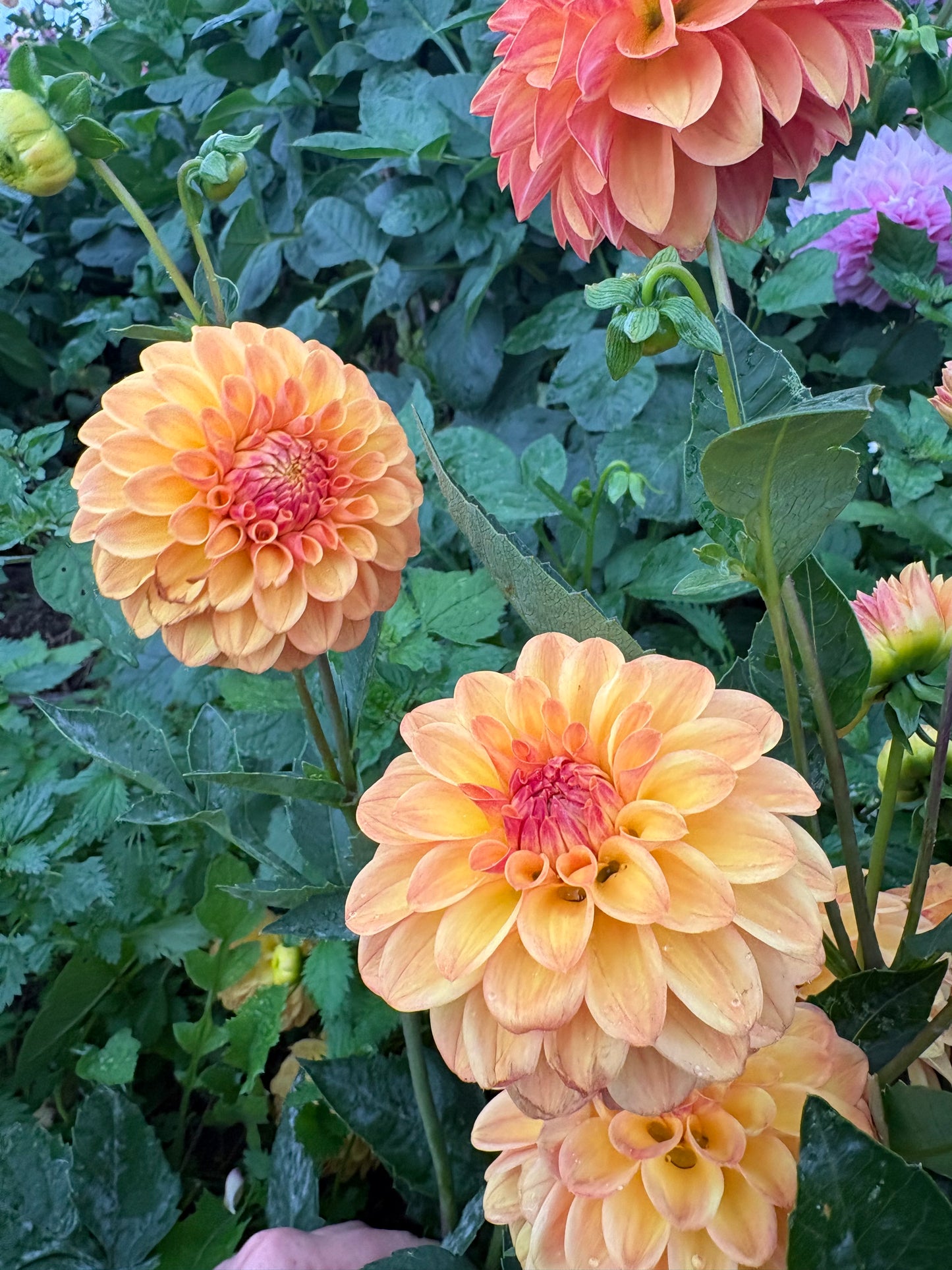 Florelie Mandarin