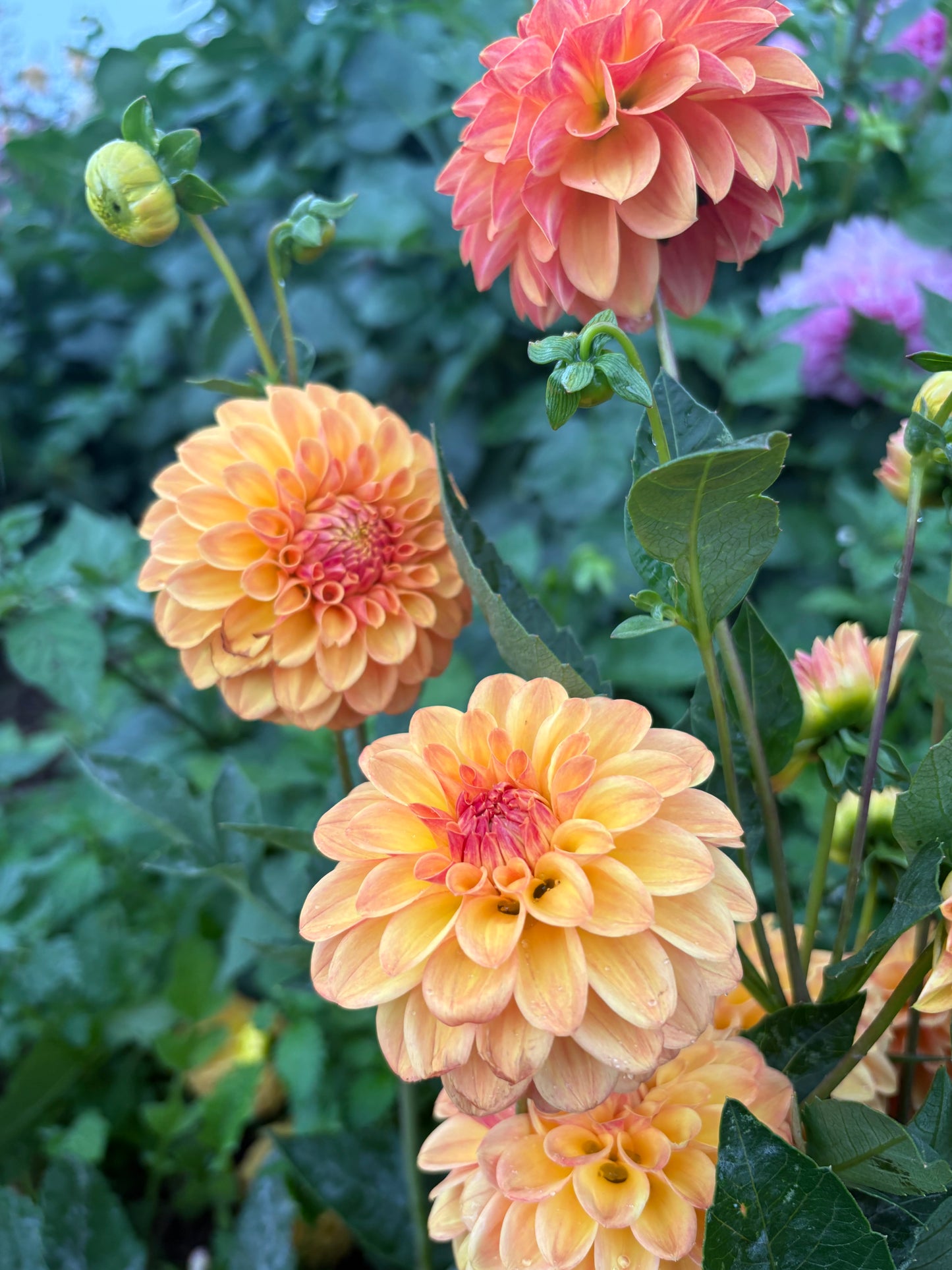 Florelie Mandarin