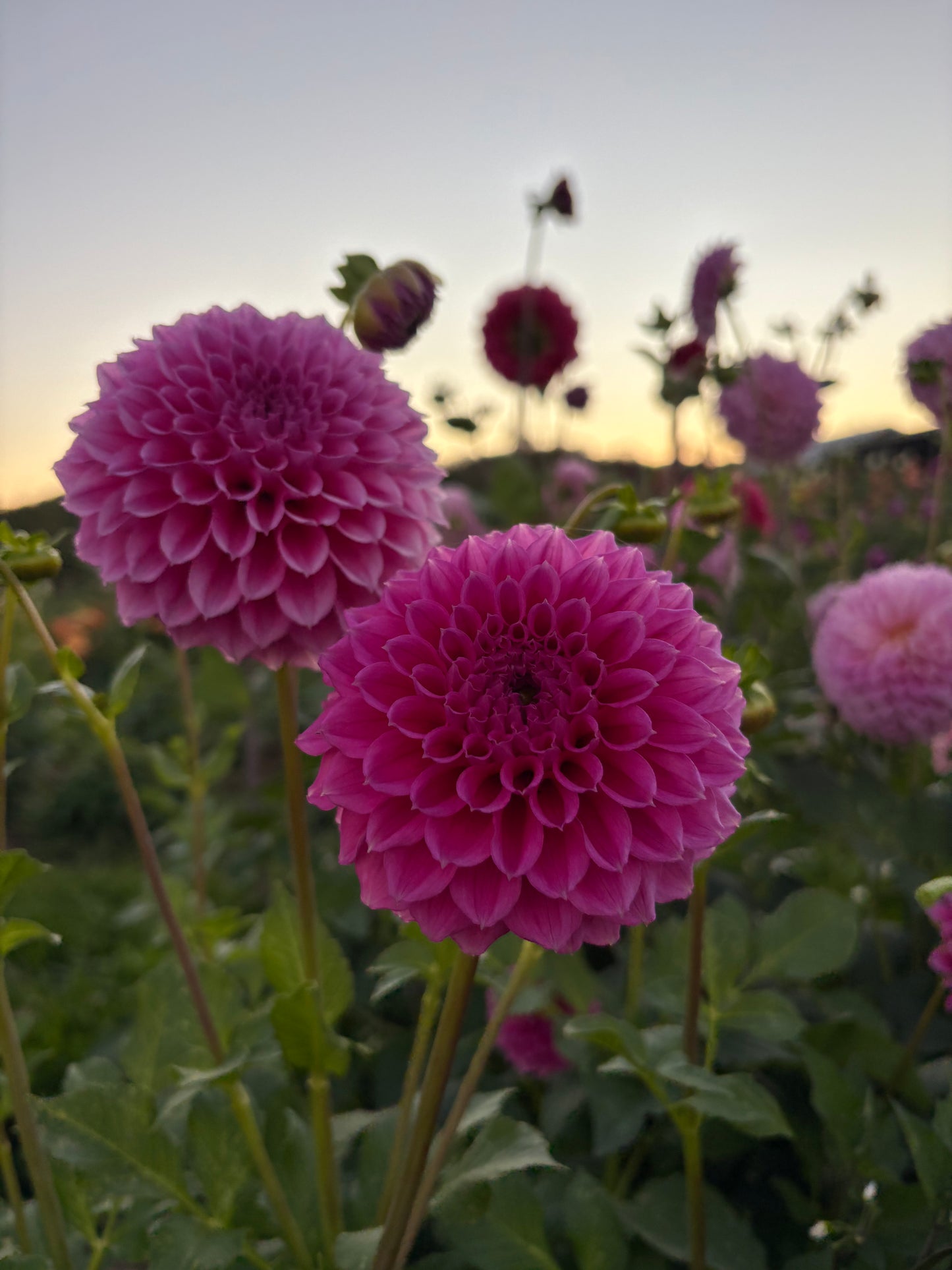 Bracken Rose