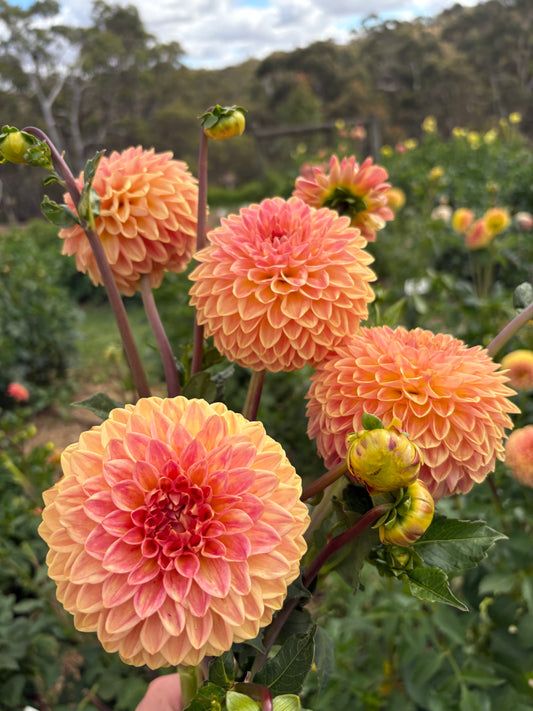 Blyton Softer Gleam