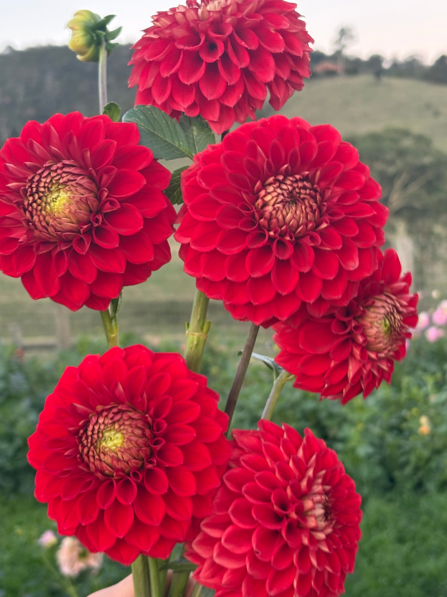 Florelie Macow