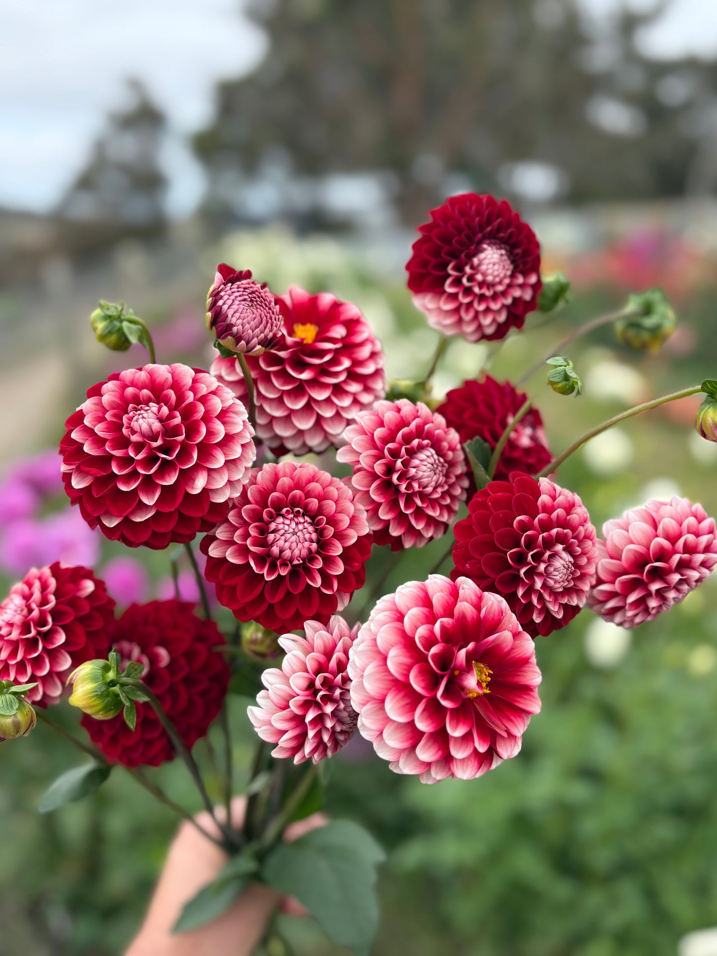 Florelie Cosmic Romance