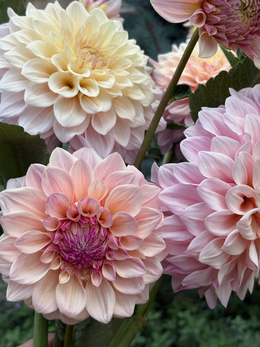 Florelie Antique