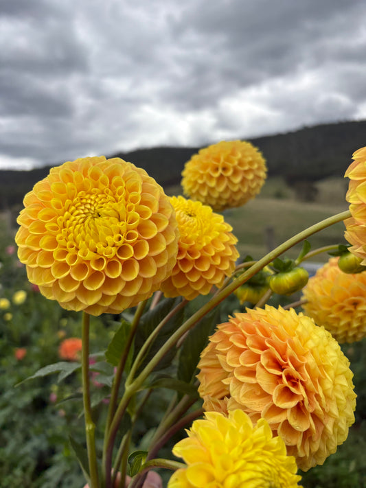 Alfie’s Marigold