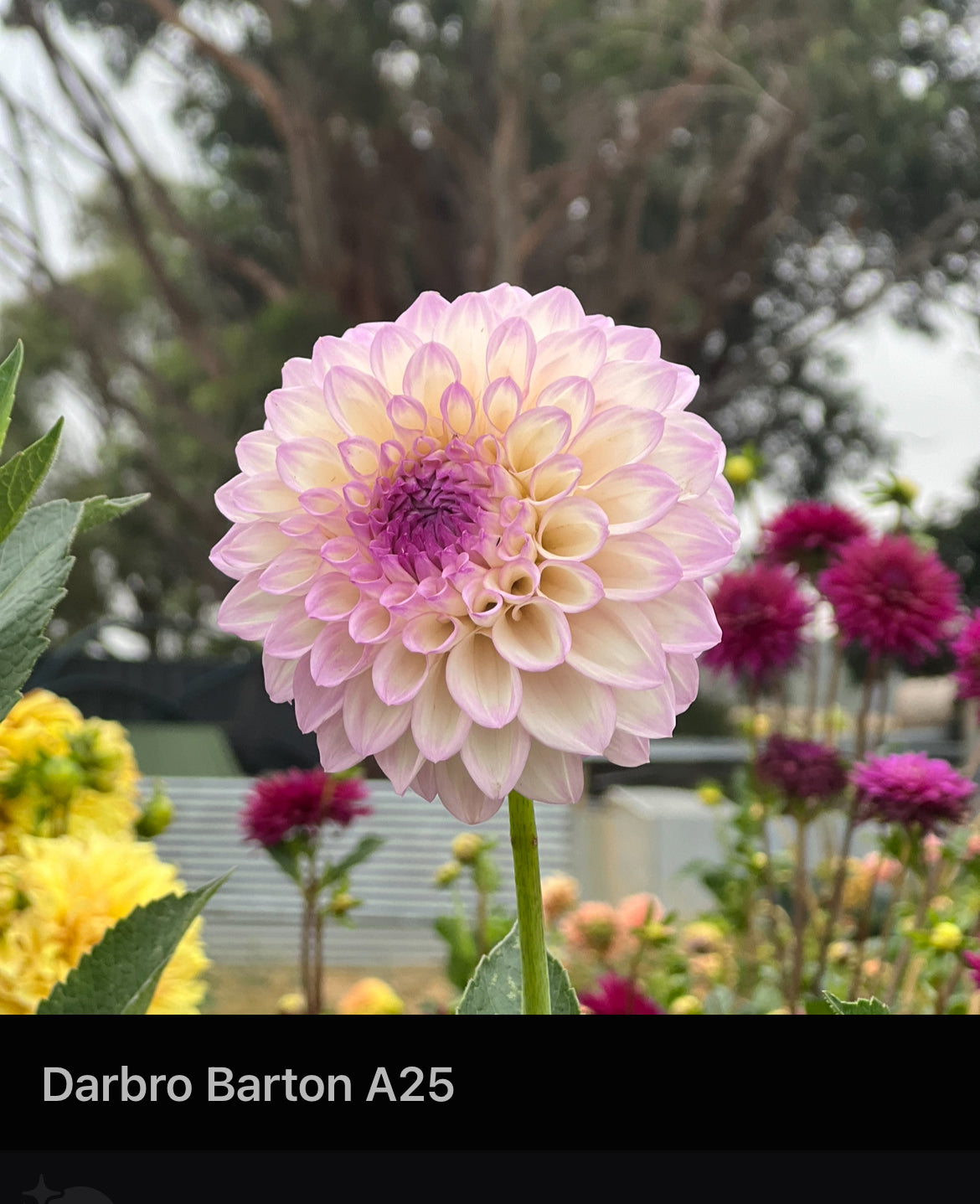 Darbro B25
