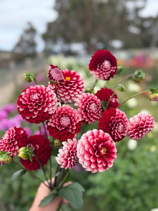 Florelie Cosmic Romance