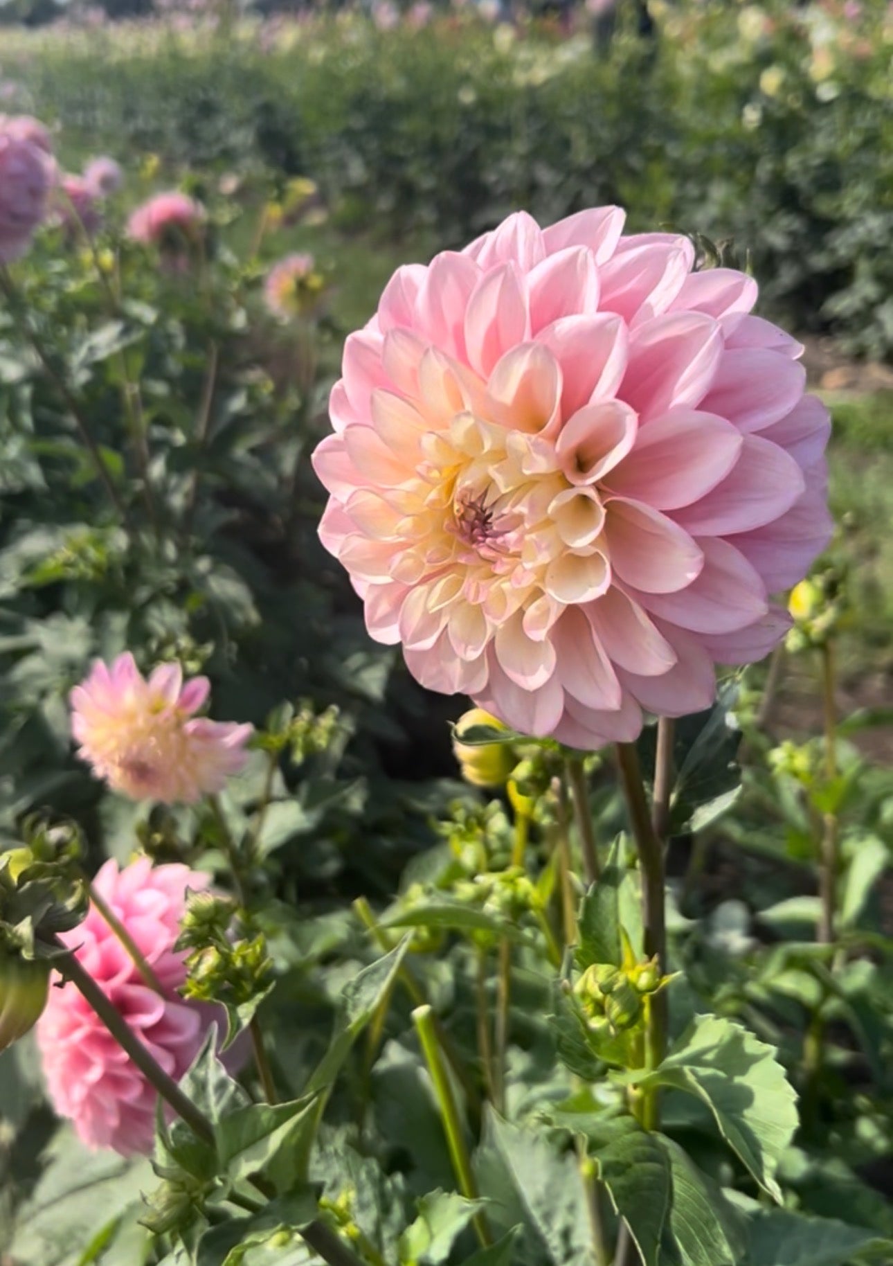 Florelie Pirouette