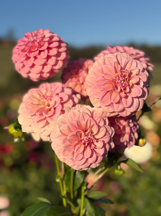 Everbloom Artemis