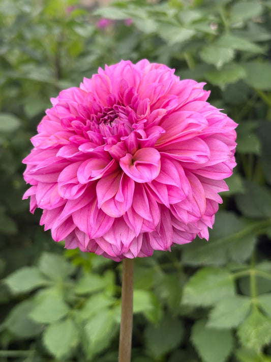 Lileah Pink Petticoats