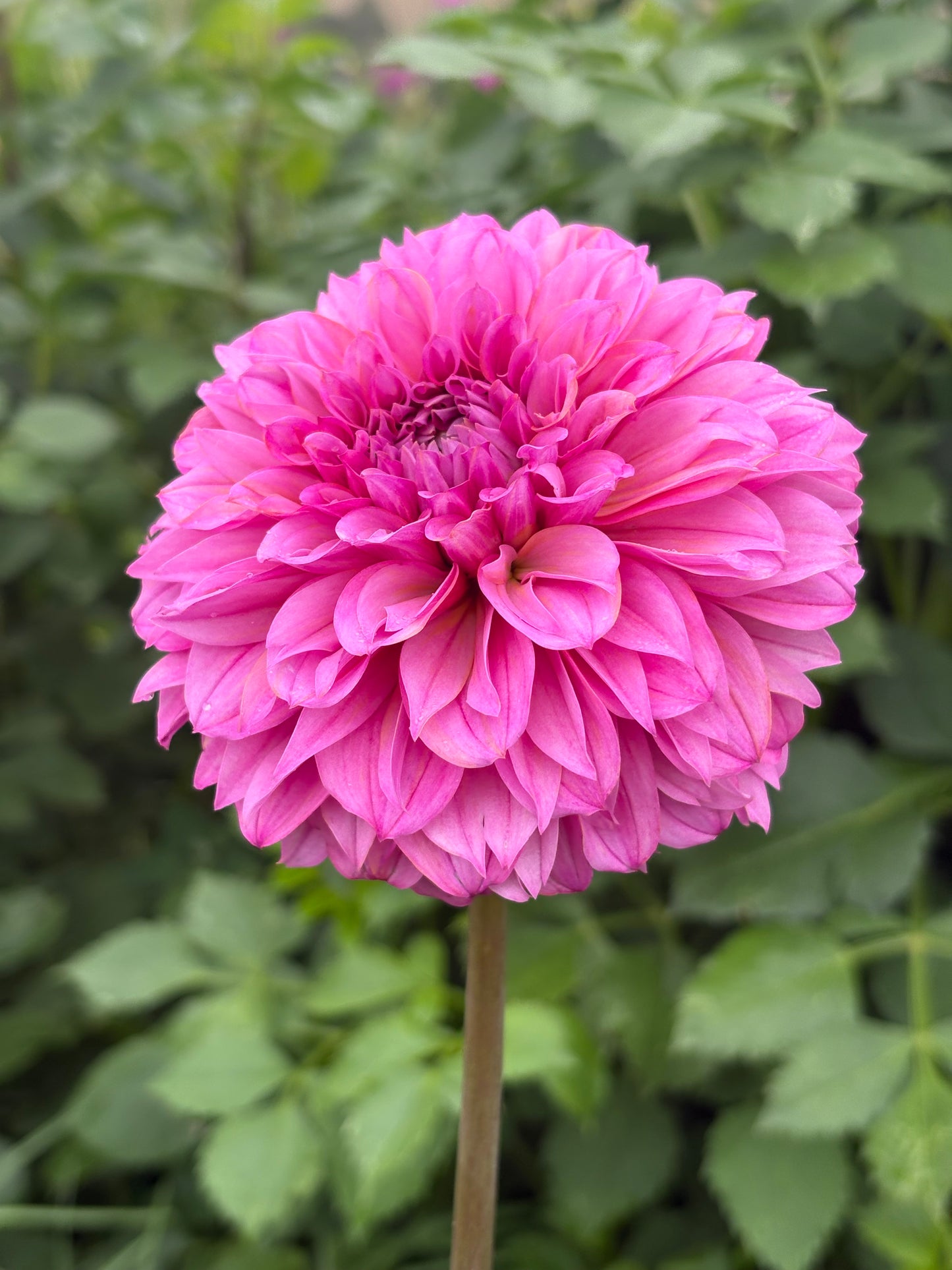 Lileah Pink Petticoats