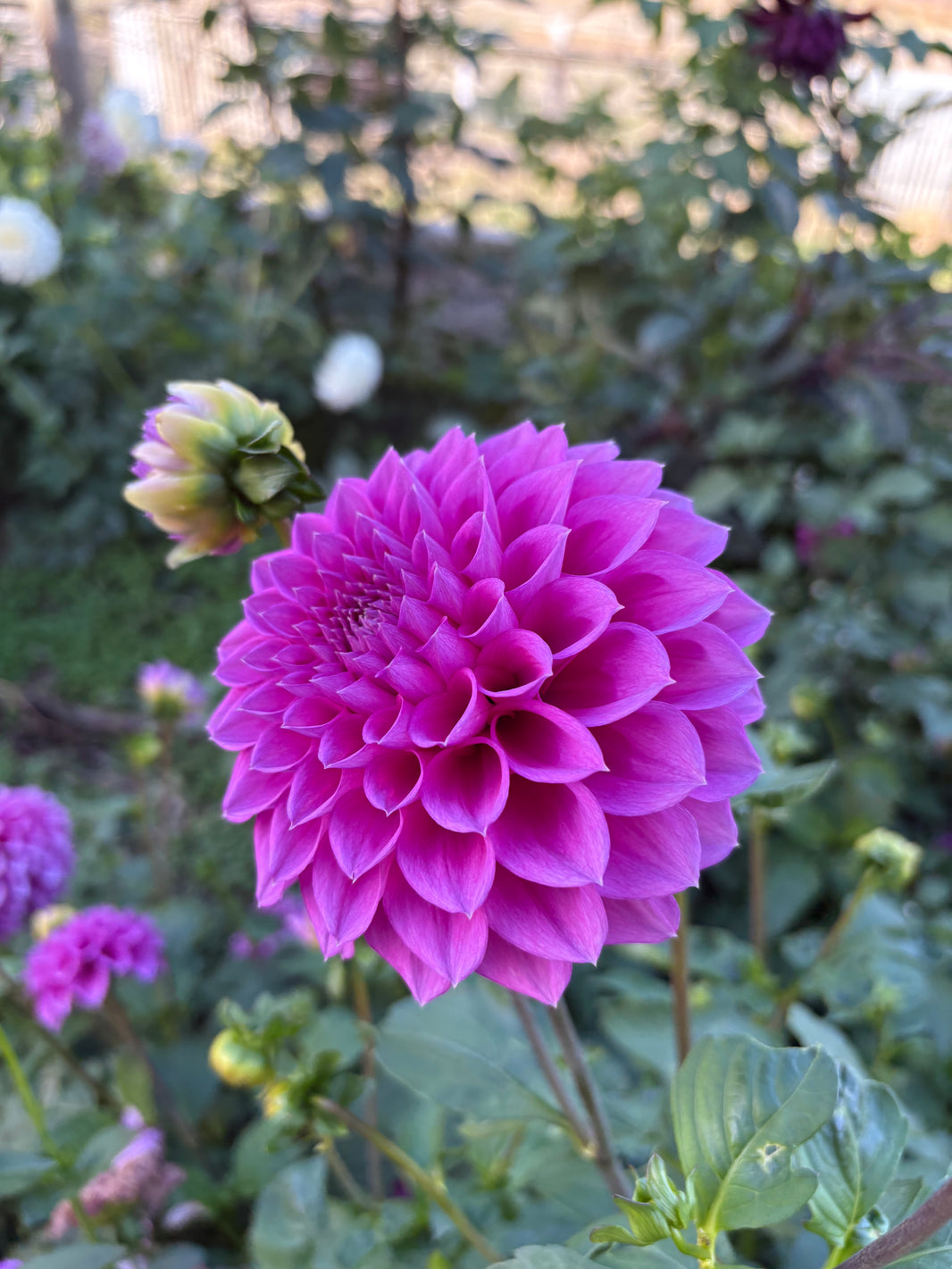 November Sale – Dales Dahlias
