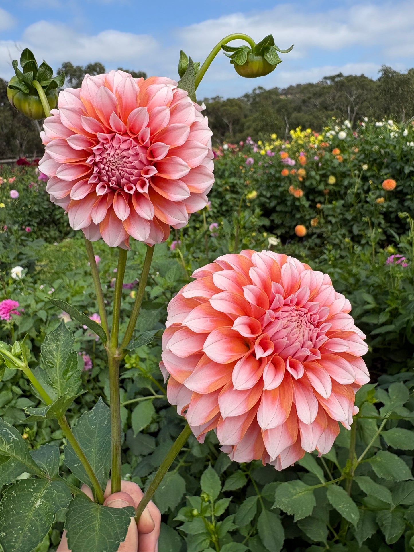 US Peaches and Cream
