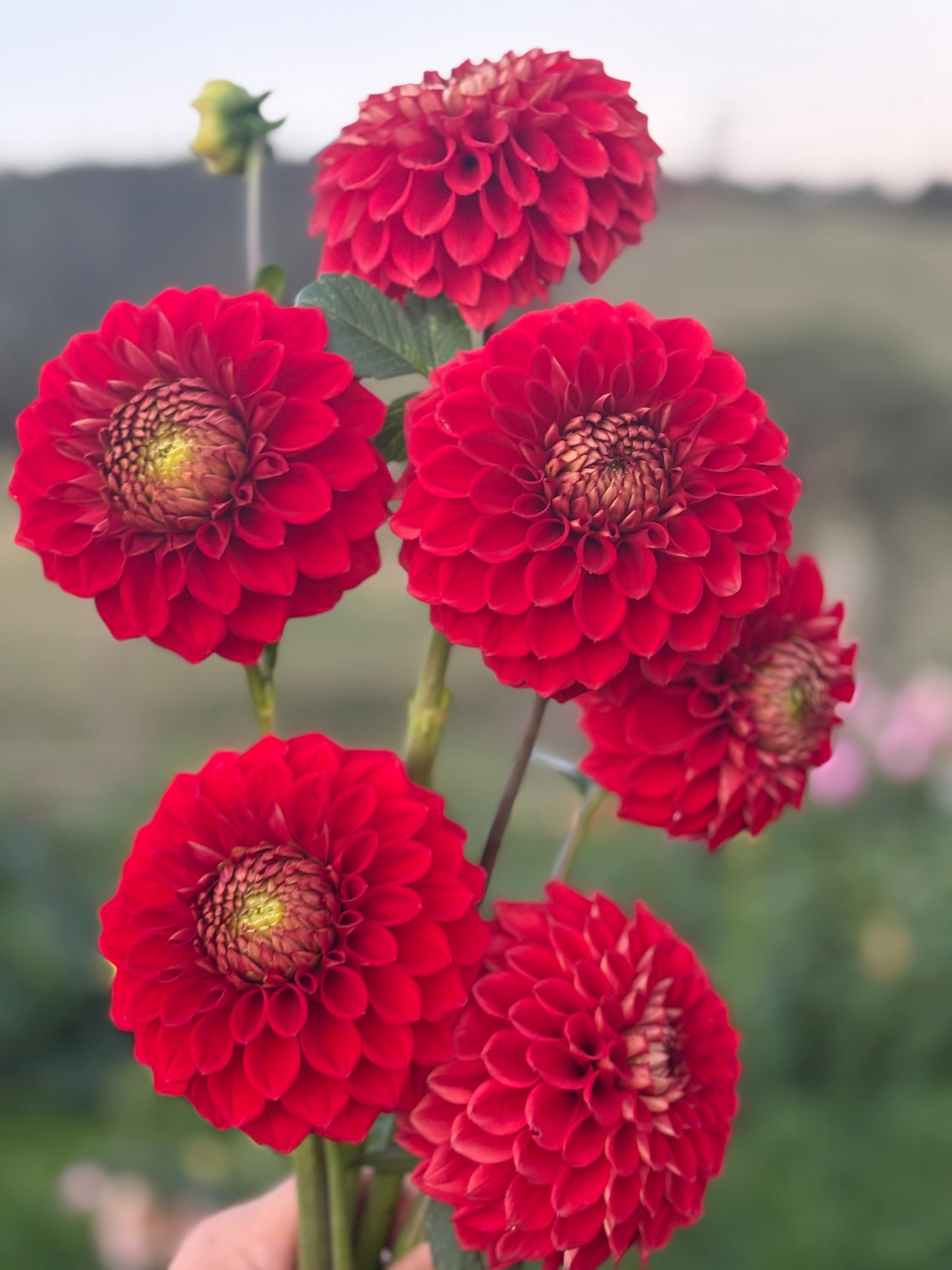 Florelie Macow