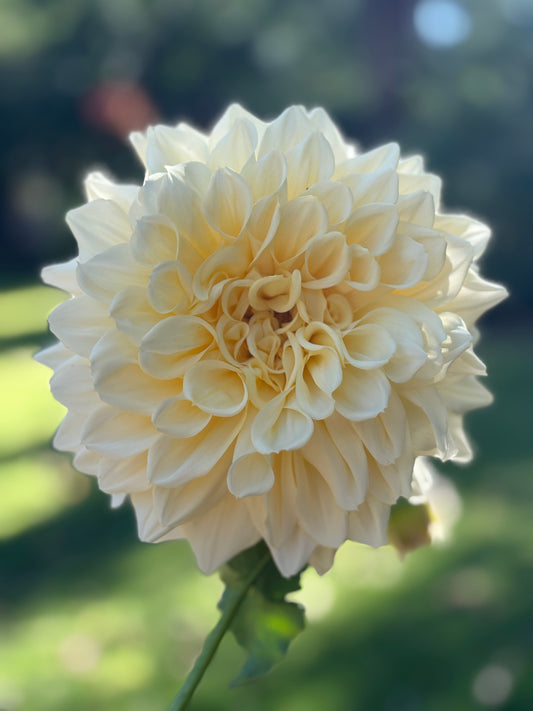 Serenade sympathy