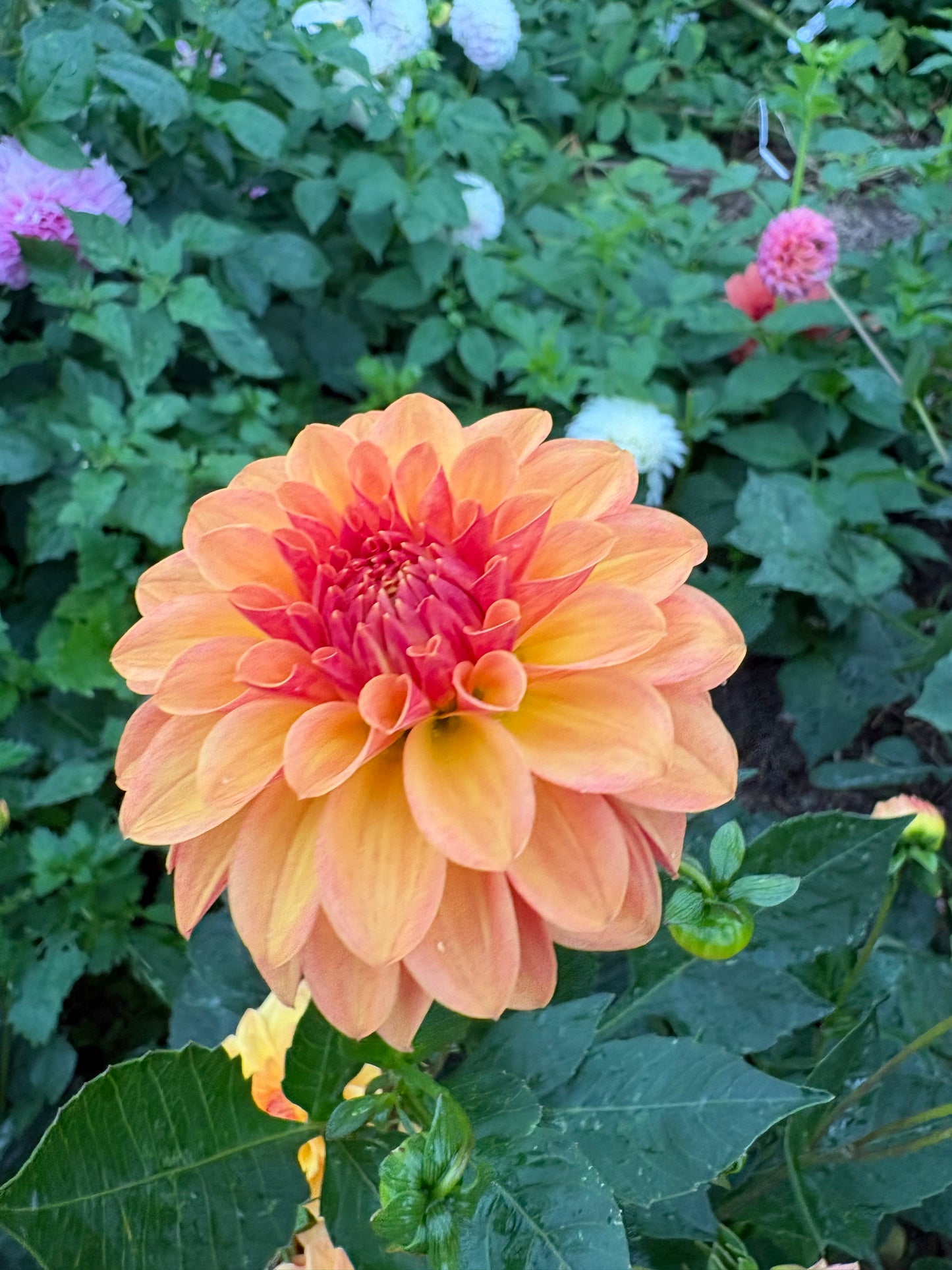 Florelie Mandarin