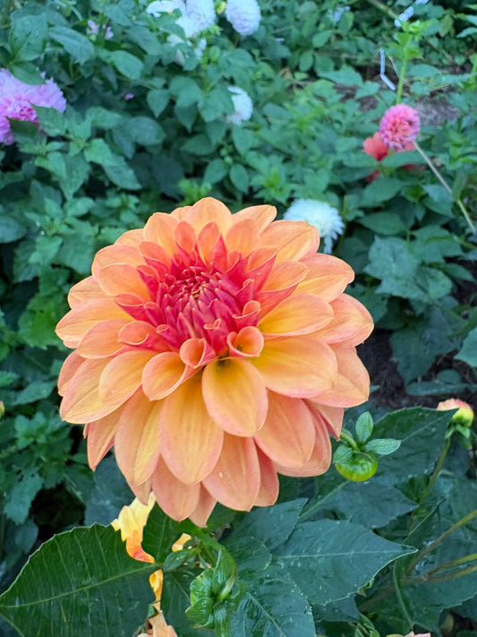 Florelie Mandarin