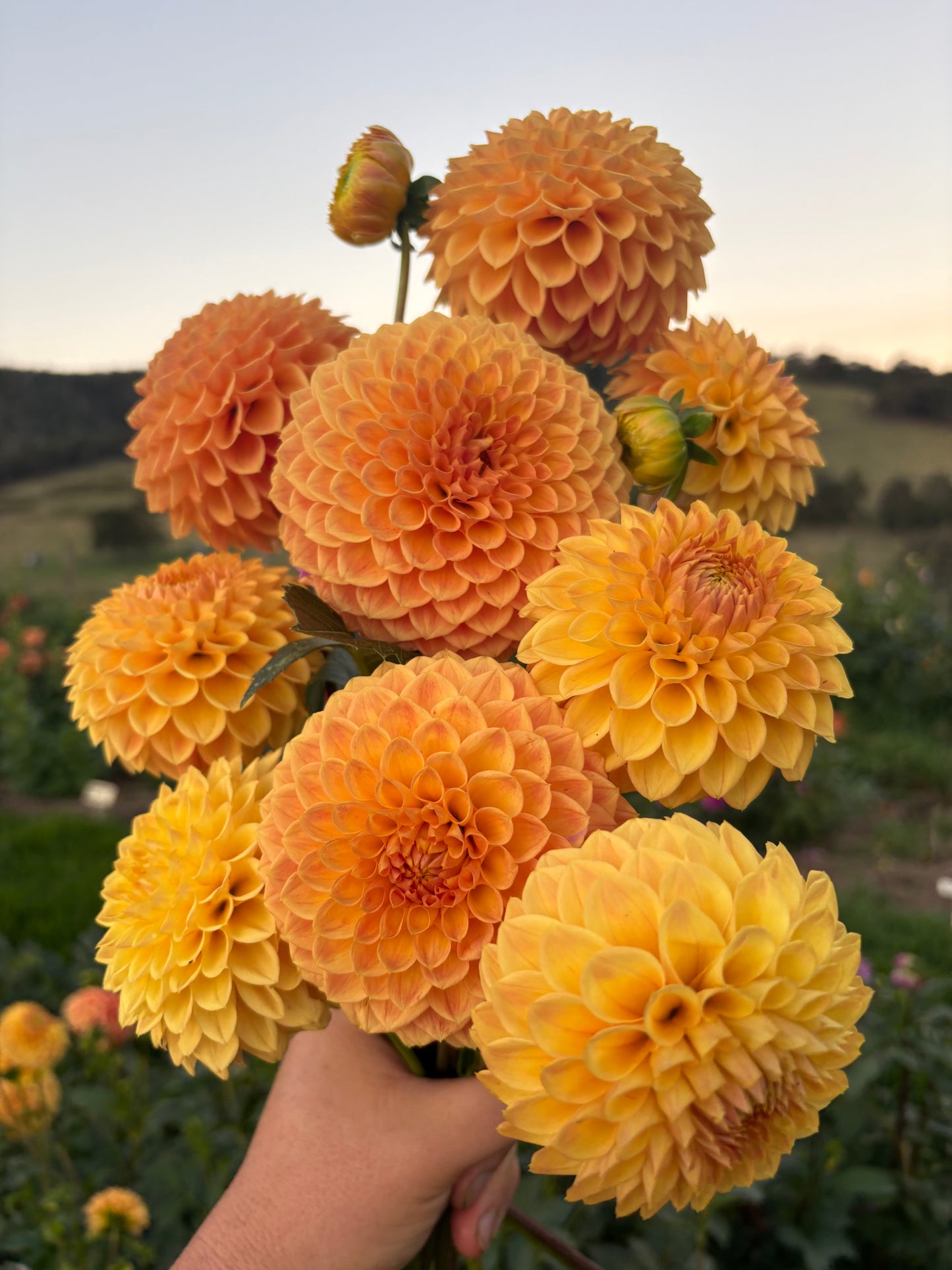 Formby Crest
