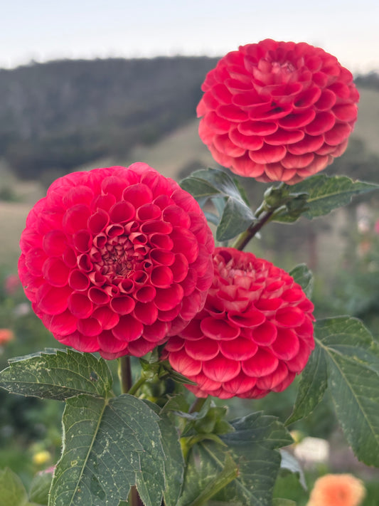 Florelie Ponyo