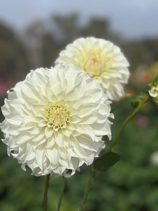 Florelie Nimbus