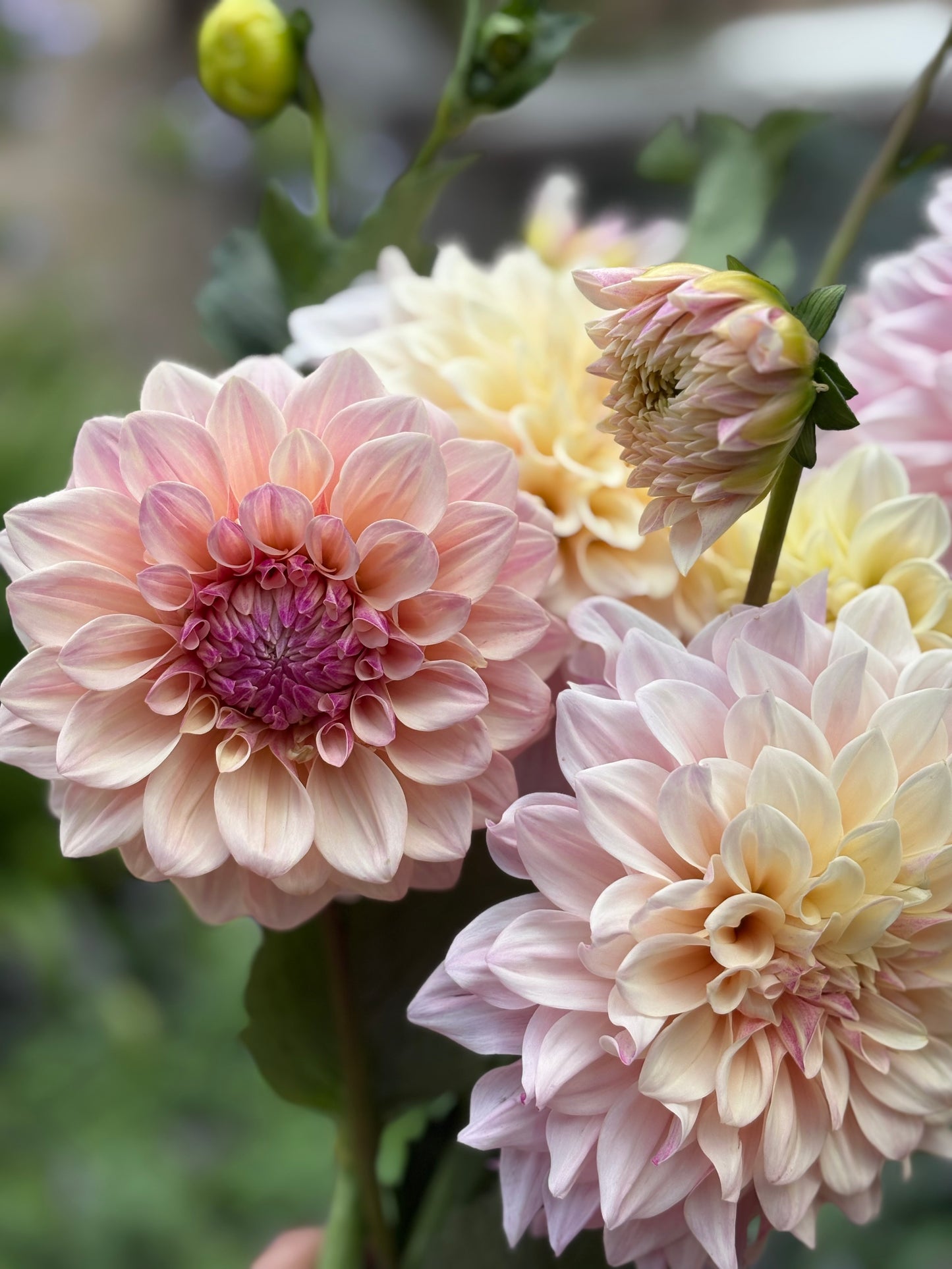Florelie Antique