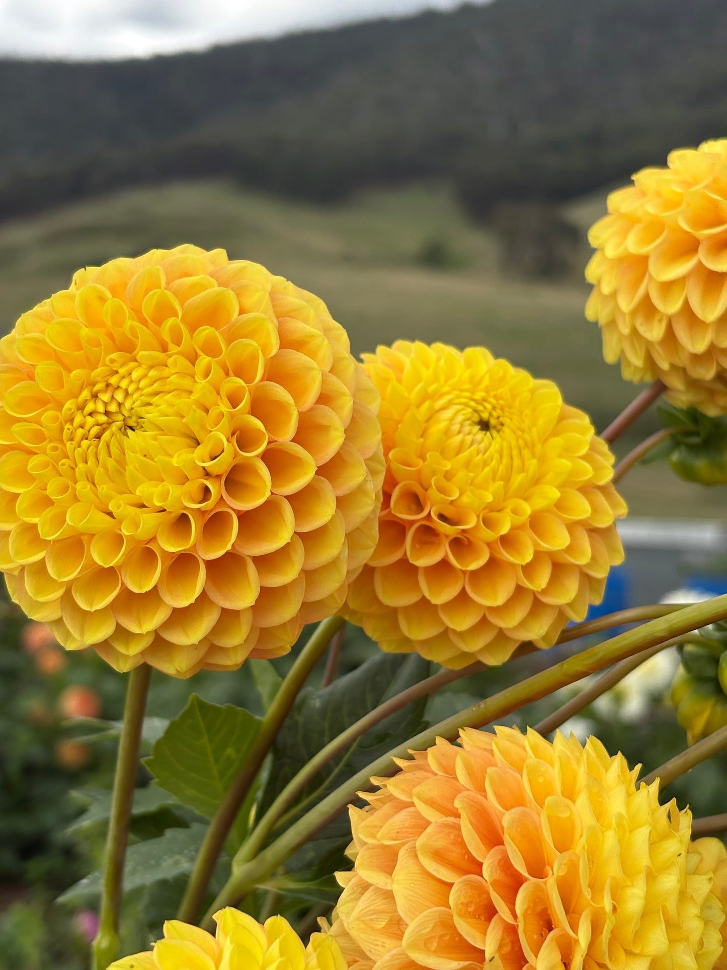 Alfie’s Marigold