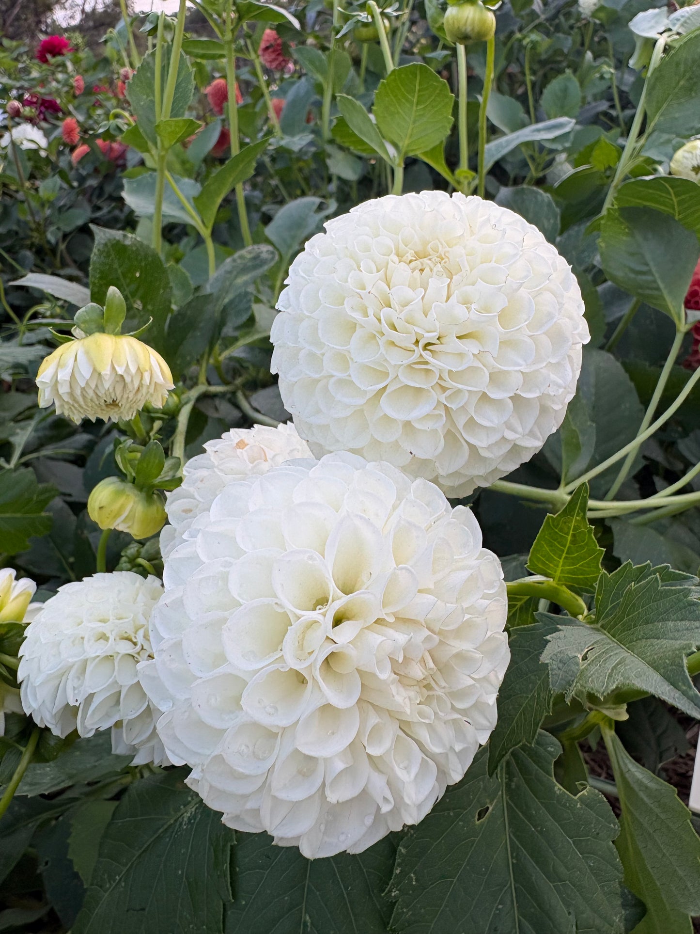 Snowball