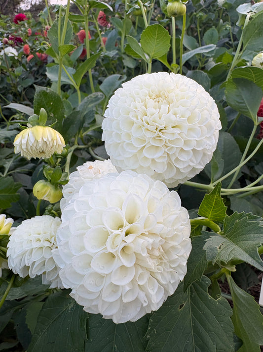 Snowball